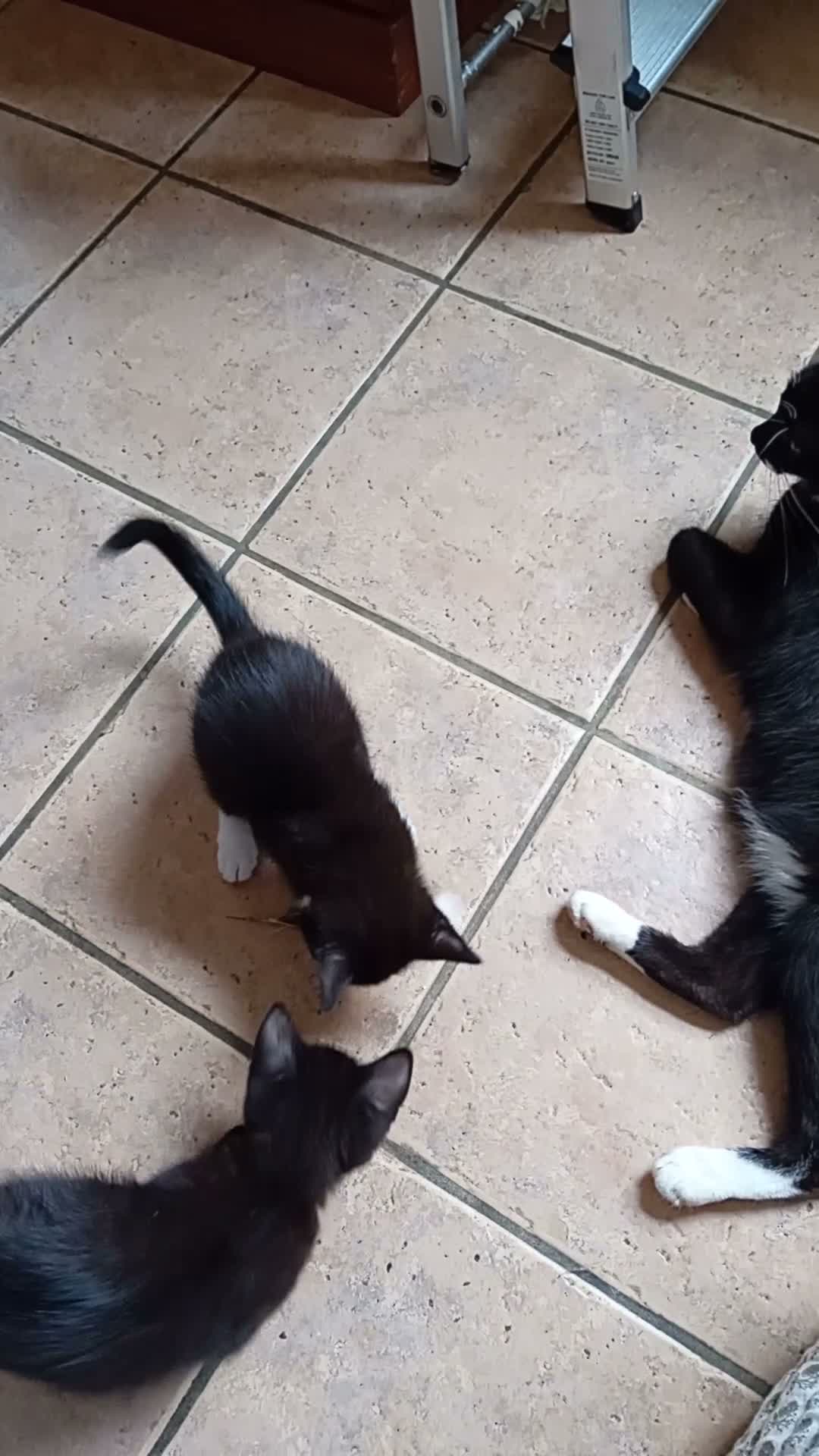 Mixed Breed cats for sale: Sweet Kittens in Peterborough - Video 1