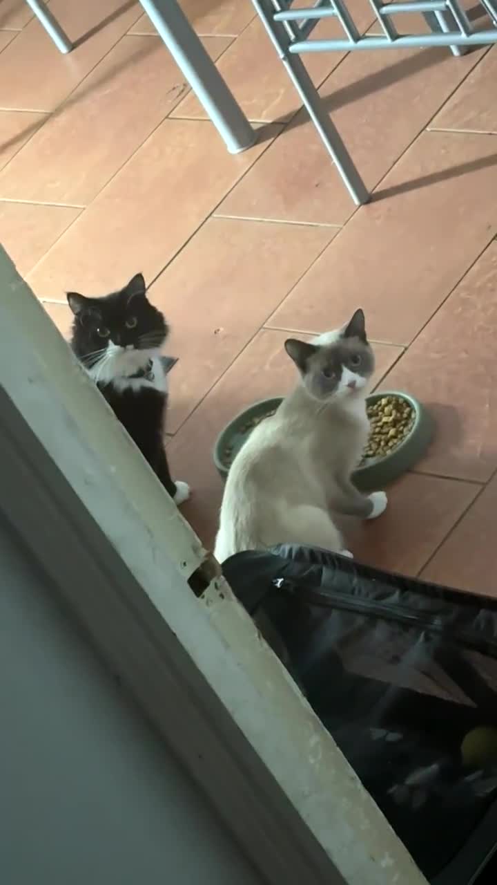 Mixed Breed cats for sale: 1 year old cats for sale/ sisters  in Enfield - Video 1