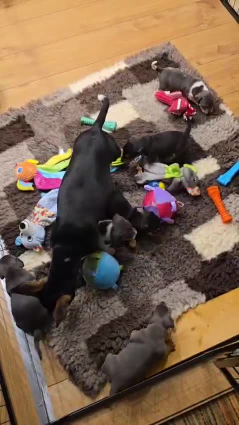 Jack Russell dogs for sale: Three beautiful healthy boys available 10/04/26. in Hull - Video 1