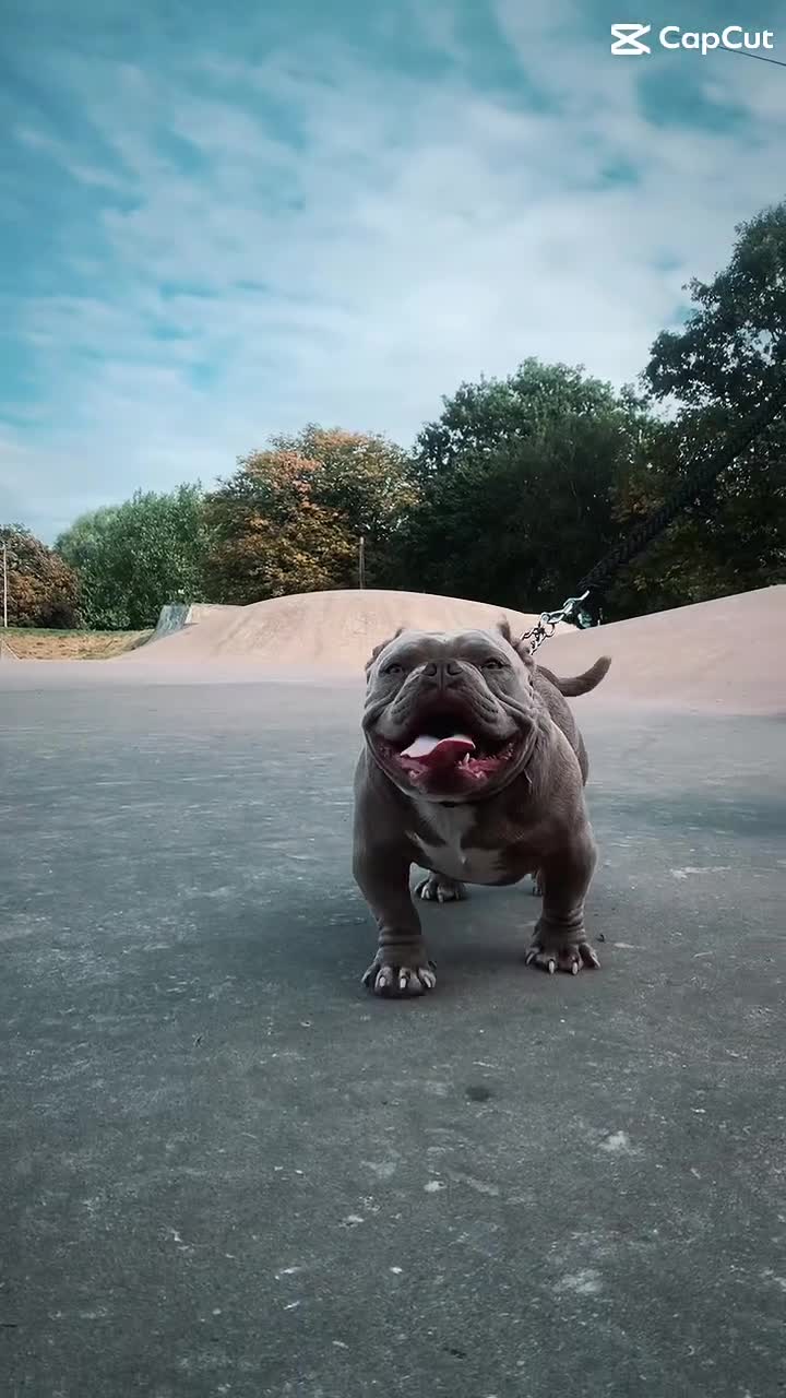 American Bully dogs for stud: Super deal 🔥Nano micro stud 🔥 - Video 1