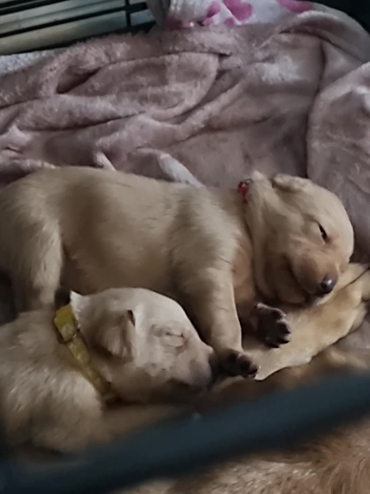 Labrador Retriever dogs for sale: Fox Red Labrador puppies for sale - Video 2