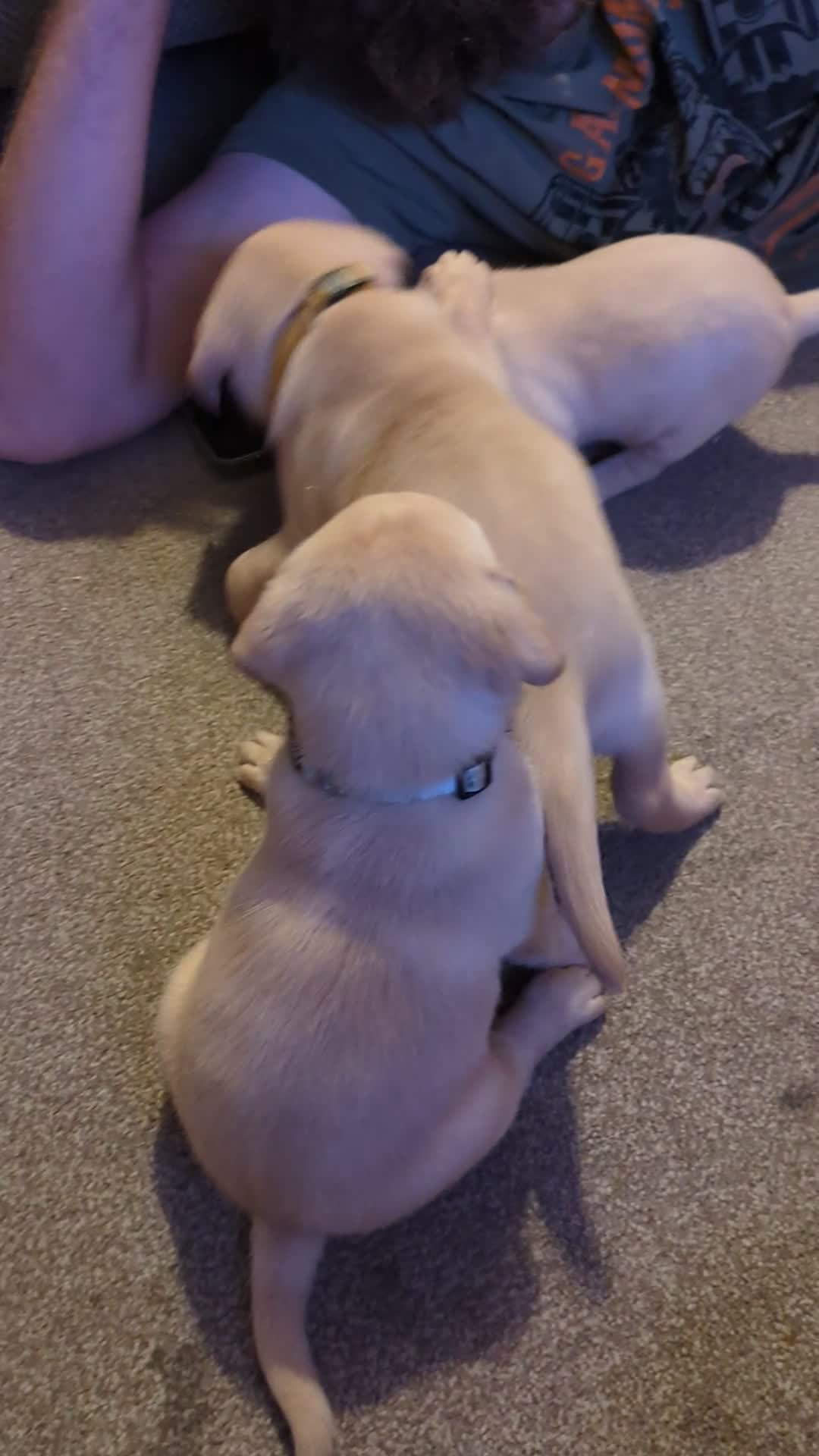 Labrador Retriever dogs for sale: Gorgeous Labrador puppies - Video 2