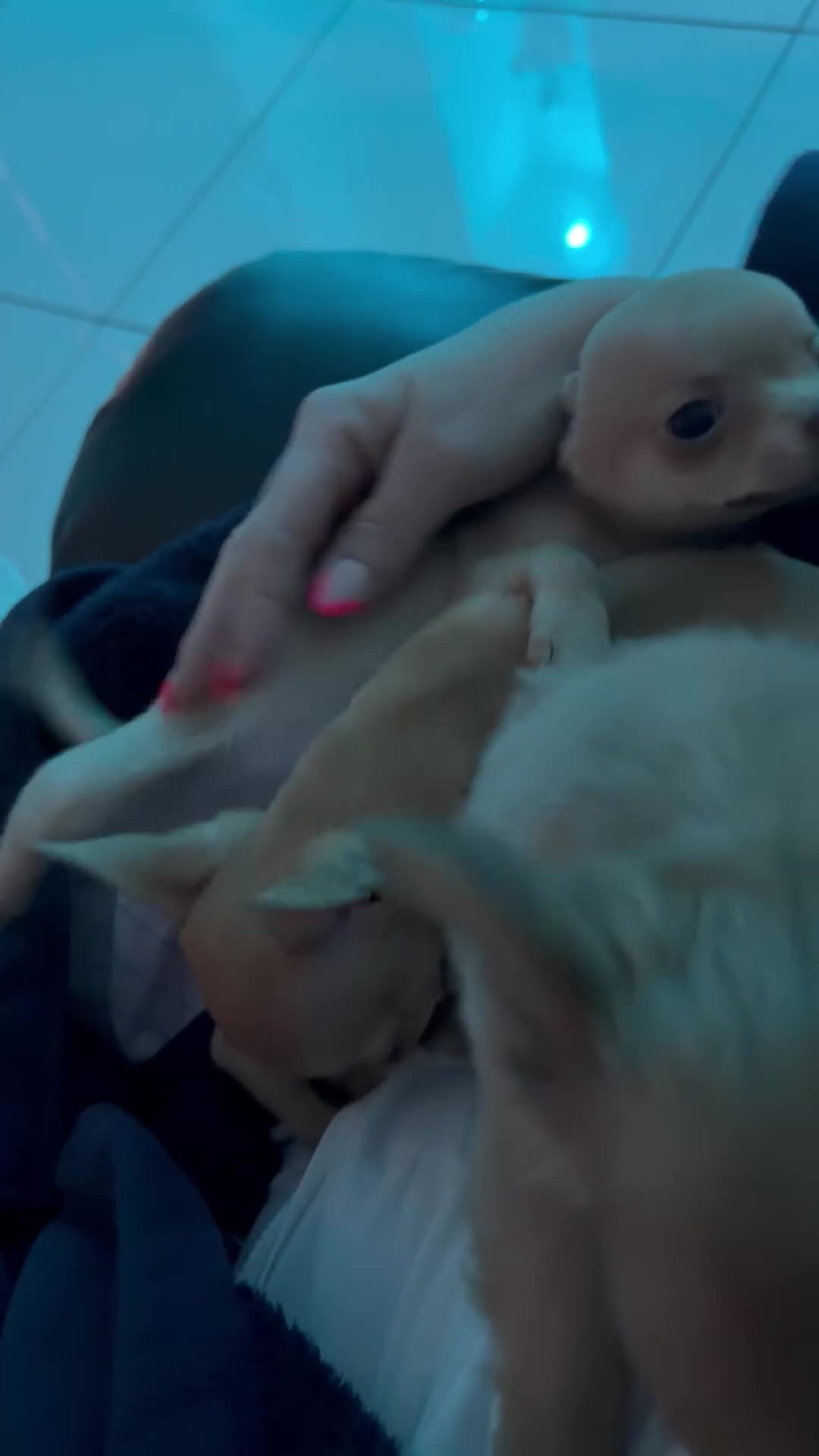 Chihuahua dogs for sale: Chihuahua  - Video 2