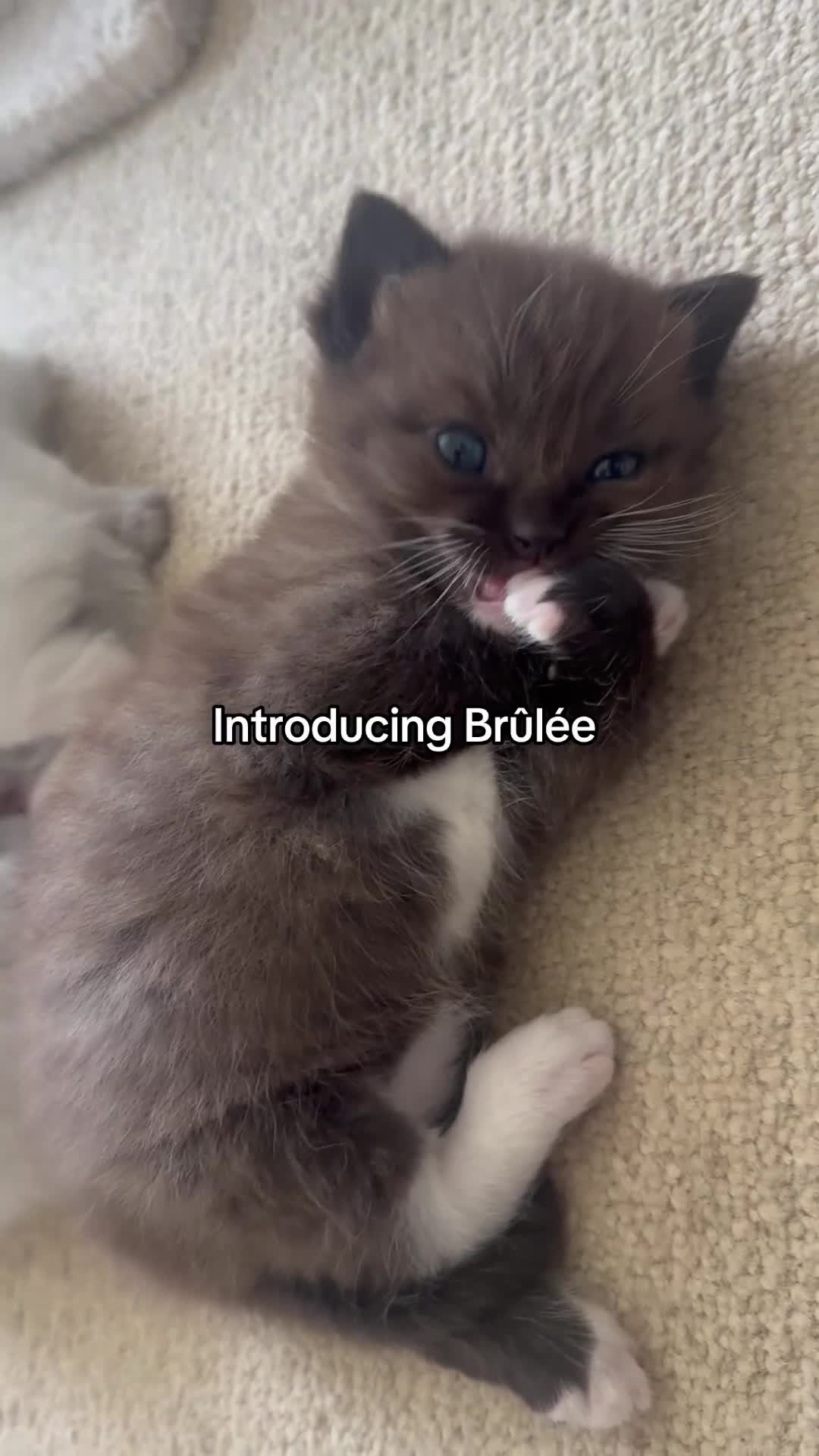 Ragdoll cats for sale: CINNAMON RAGDOLLS - GIRL AND BOY 🐻🤎🧸 - Video 5