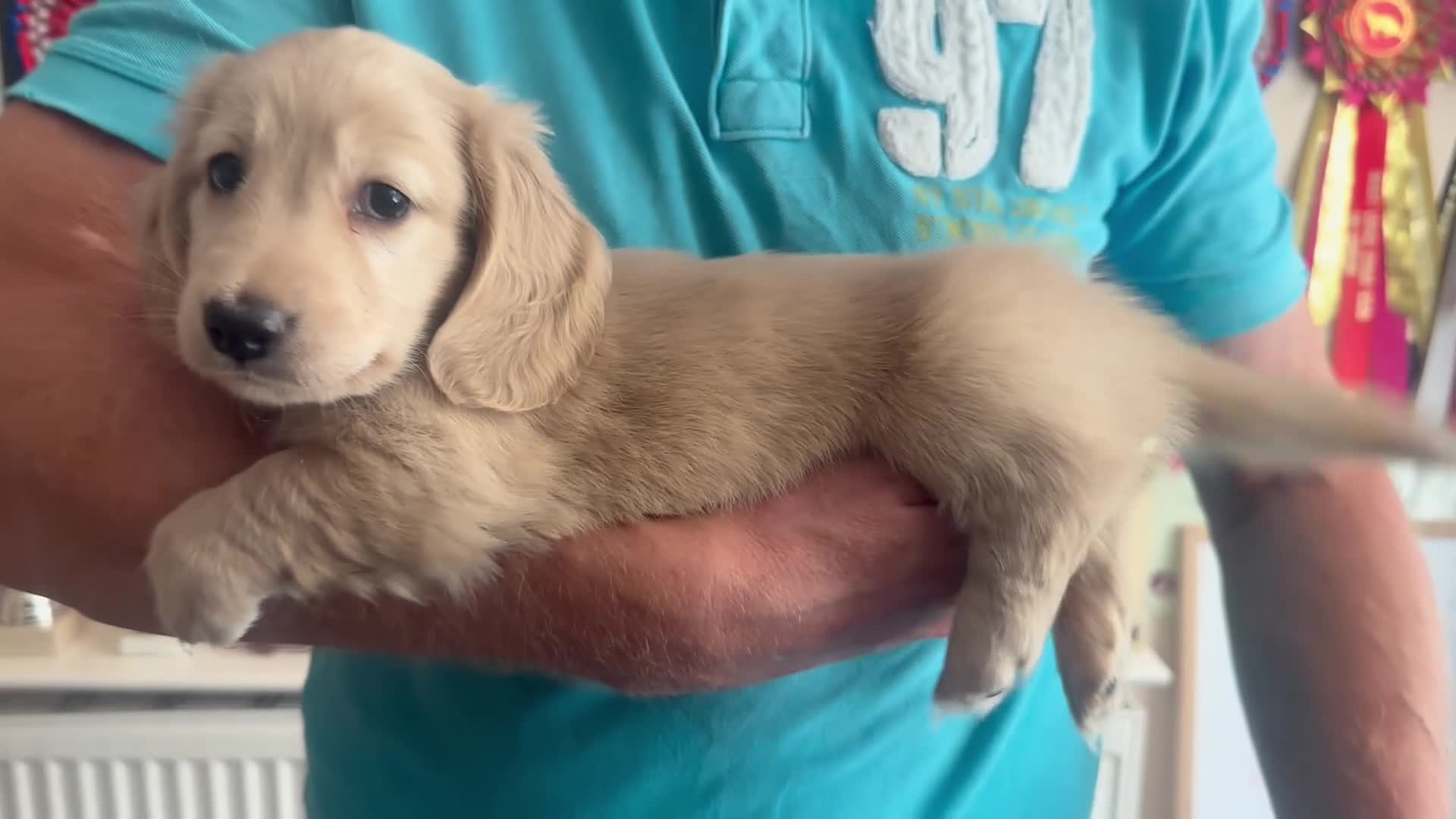 Miniature Dachshund dogs for sale: KC REG Miniature LH Dachshund puppies for sale  - Video 3