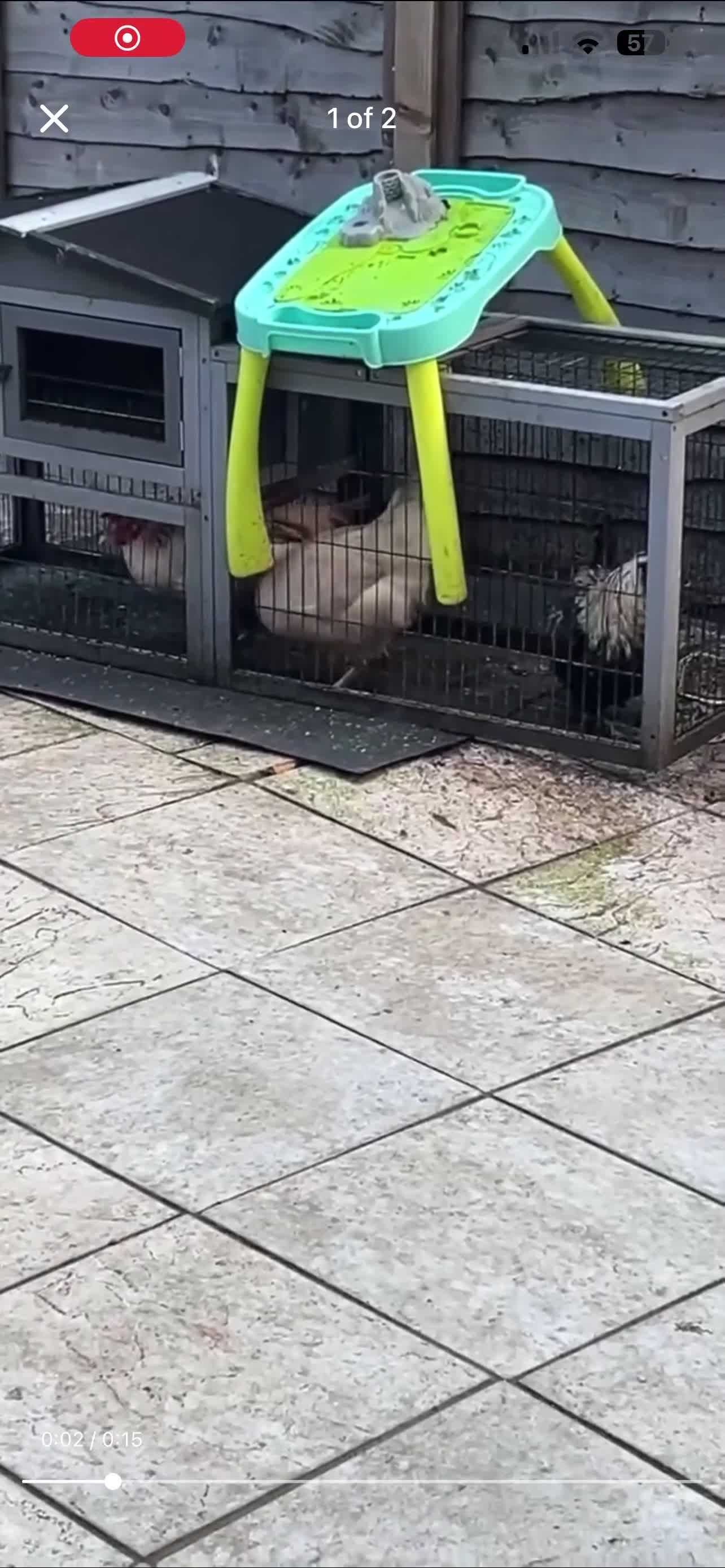 Mixed Breed livestock for sale: chickens for sale - Video 1