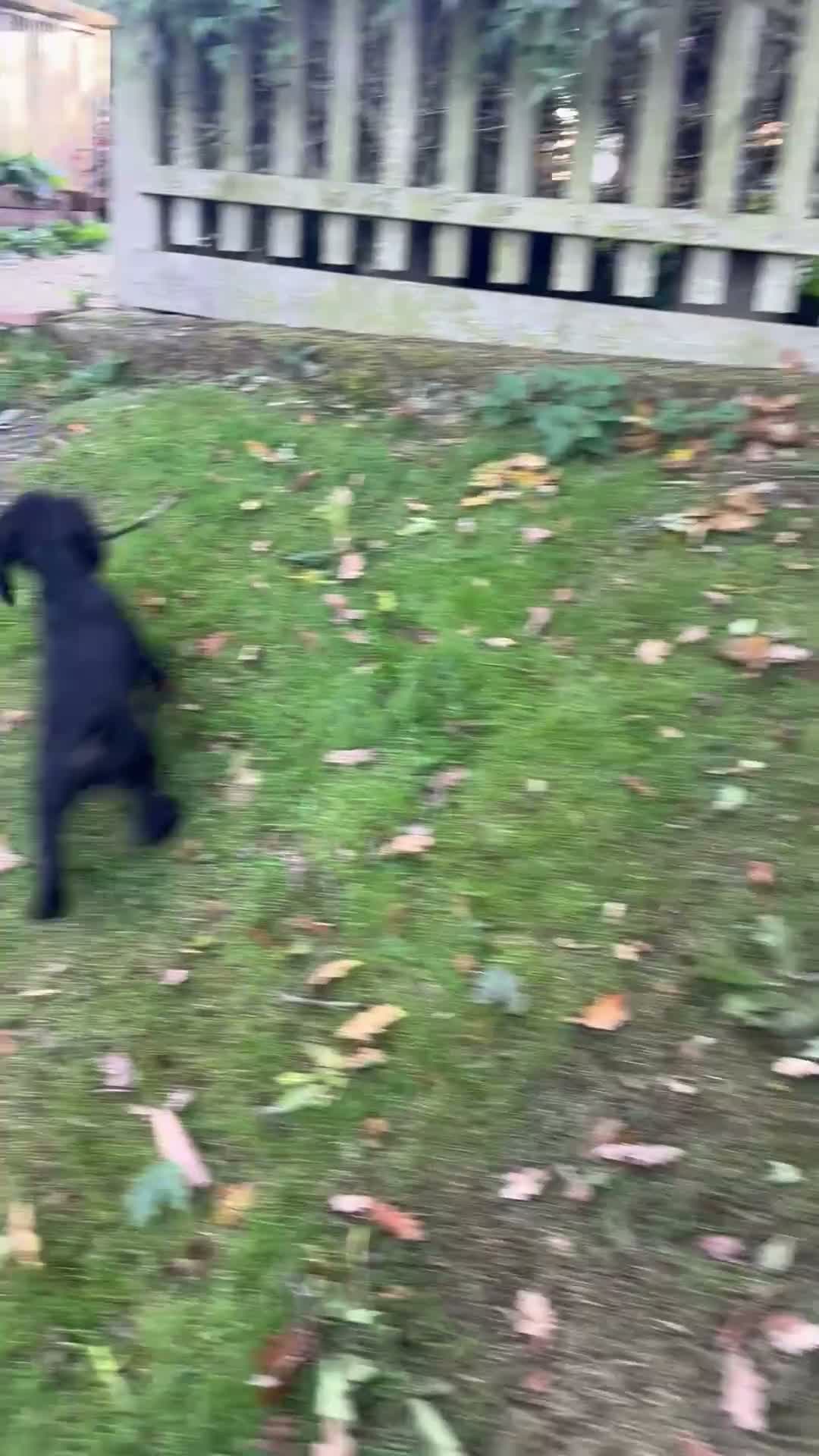 Sprocker dogs for sale: Sprocker spaniels  in North Walsham - Video 1