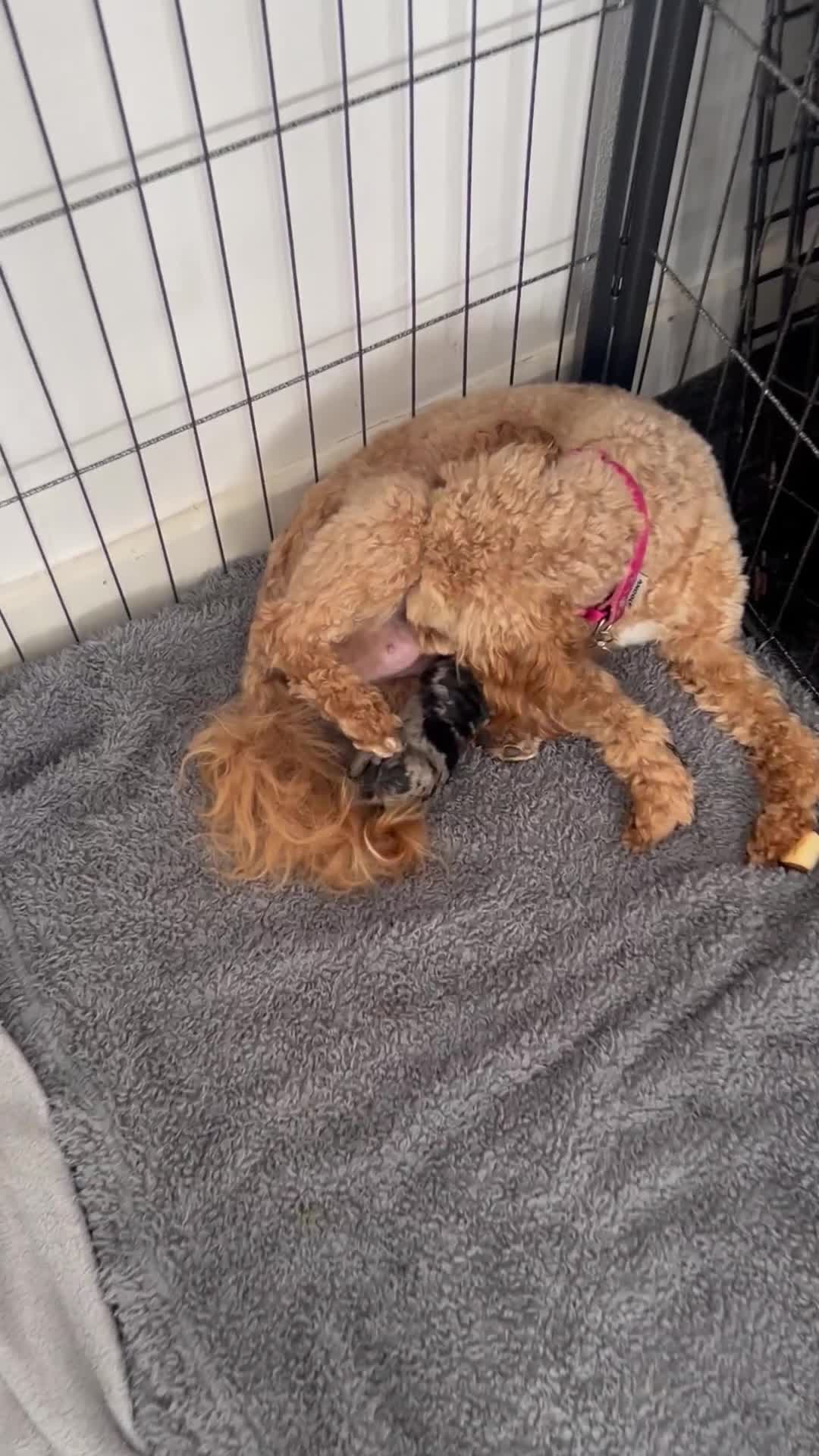 Cockapoo dogs for sale: Merle Cockapoo bitch - Video 2