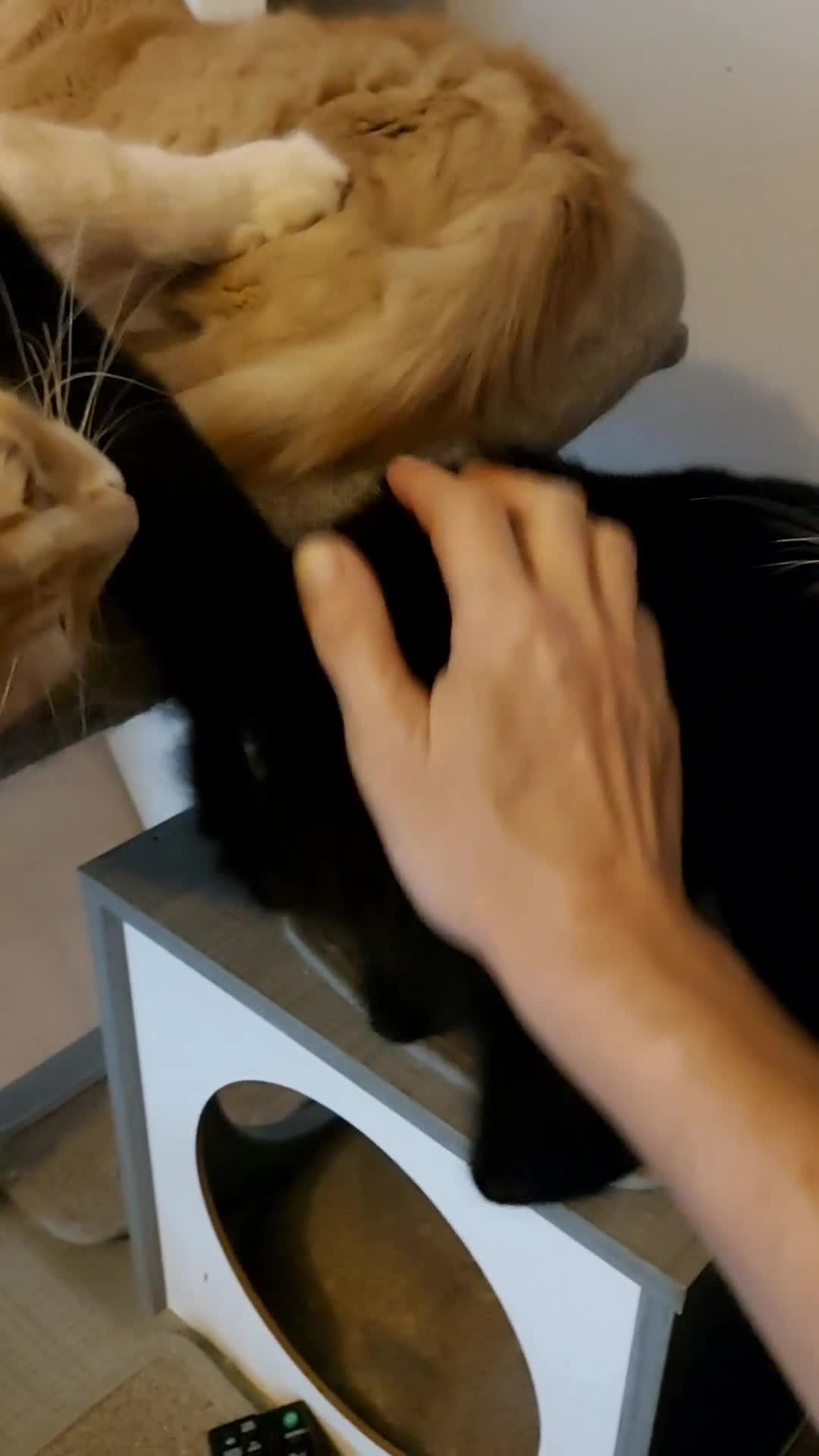 Maine Coon cats for sale: Maine coon x sphynx kittens - Video 1