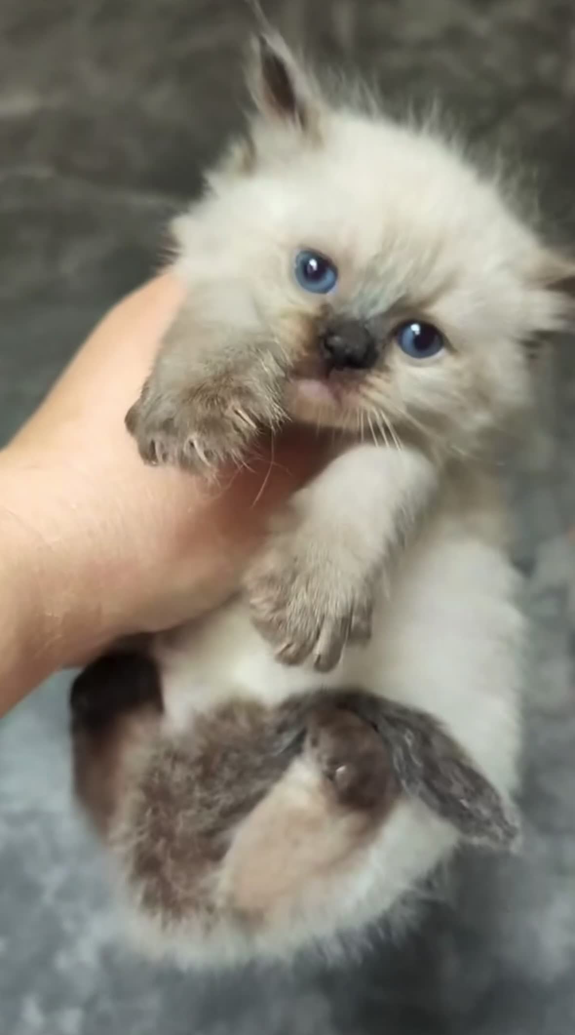 Ragdoll cats for sale: PURE GORGEOUS BABY RAGDOLLS - Video 1