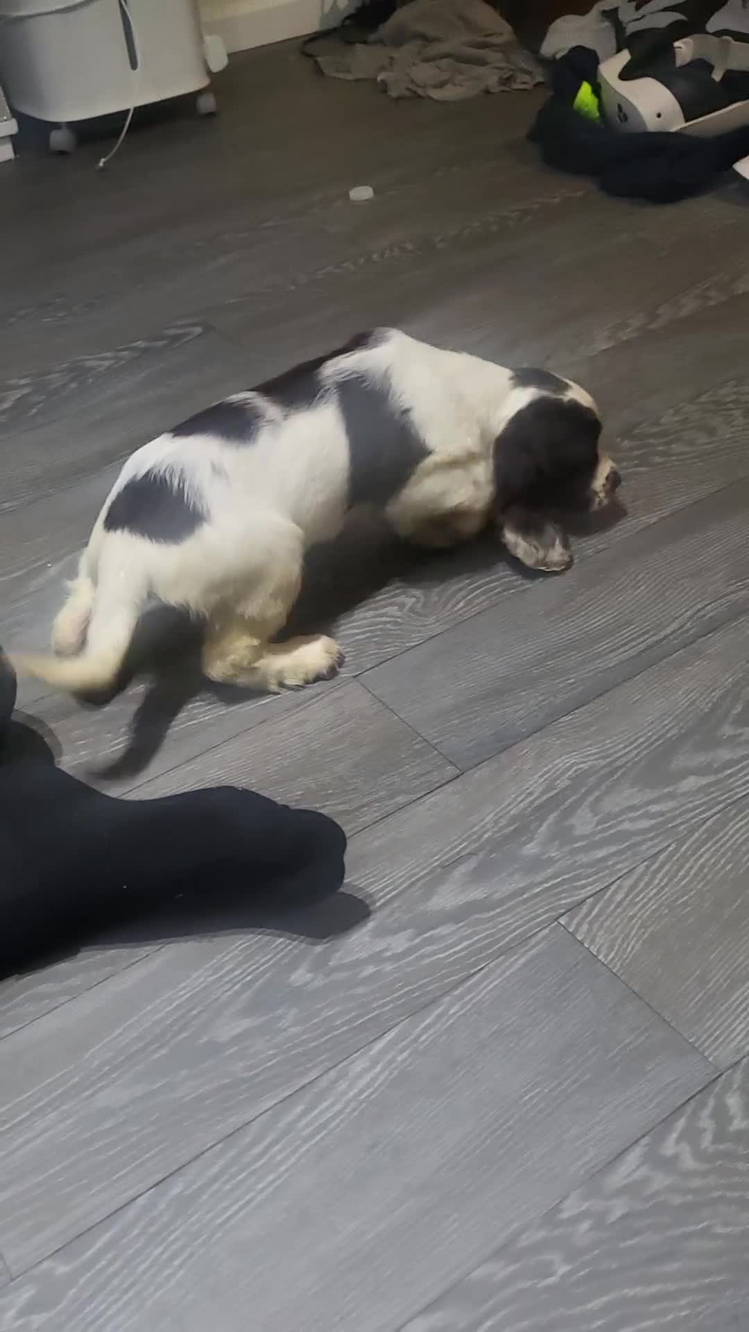 Cocker Spaniel dogs for sale: Cocker spaniel puppies  - Video 1