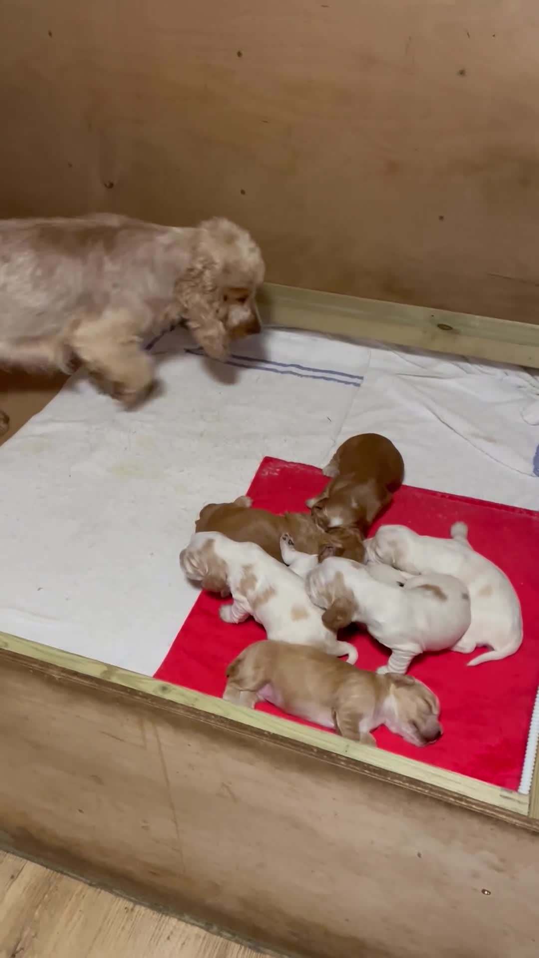 Cocker Spaniel dogs for sale: Cocker spaniels, KC, health checked puppies - Video 4