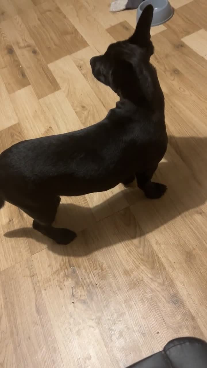 Mixed Breed dogs for sale: Fun, loving puppy - Video 2