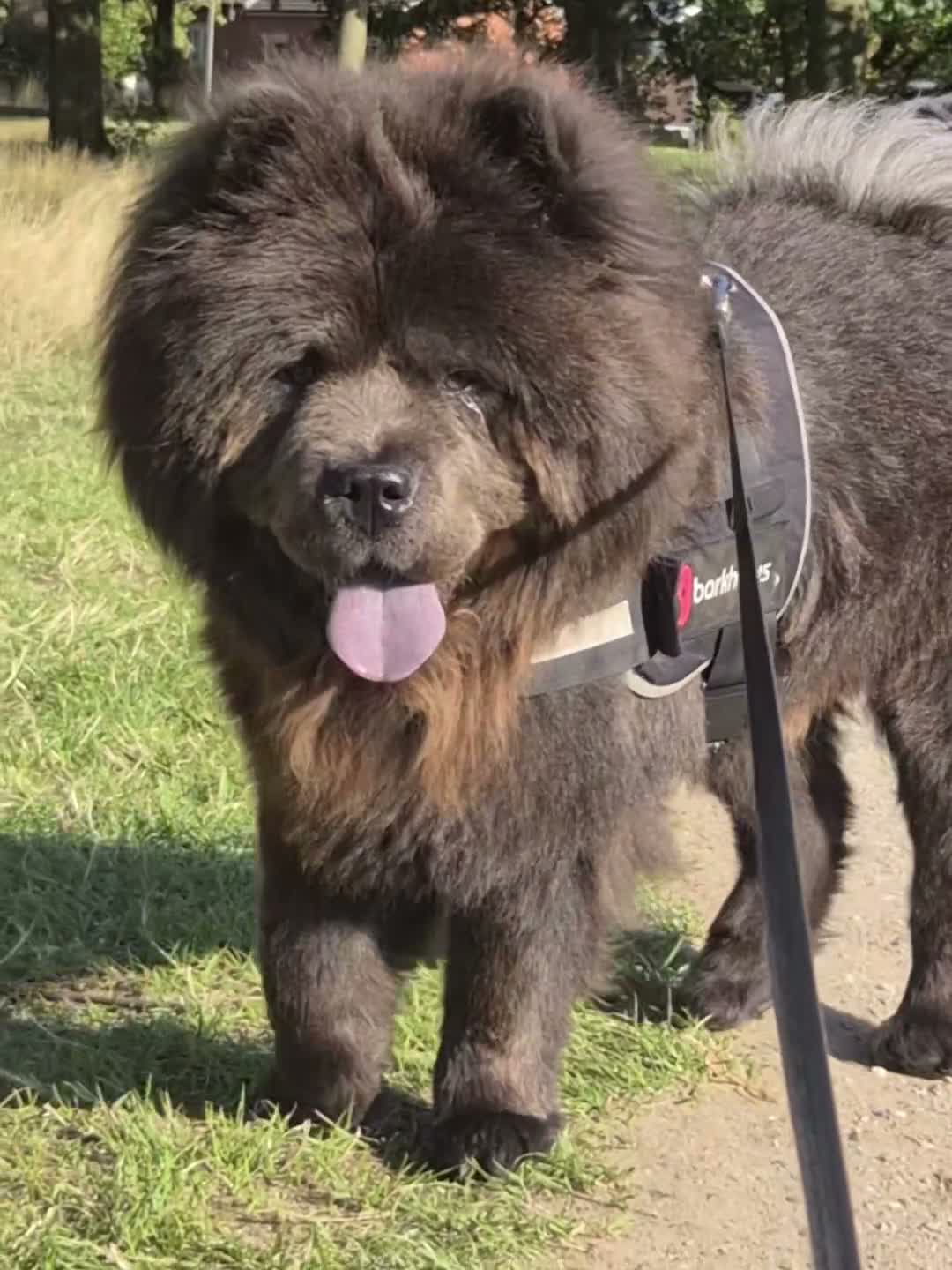 Chow Chow dogs for stud: KC Registered Chow Chow - Video 1