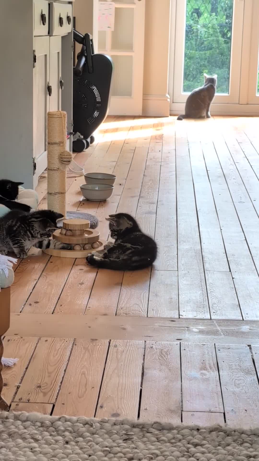 Domestic Shorthair cats for sale: Beautiful male kittens in Sheffield - Video 2