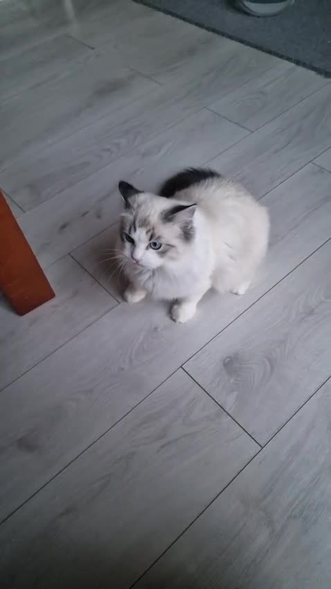 Ragdoll cats for sale: Gccf tica register kittens - Video 1