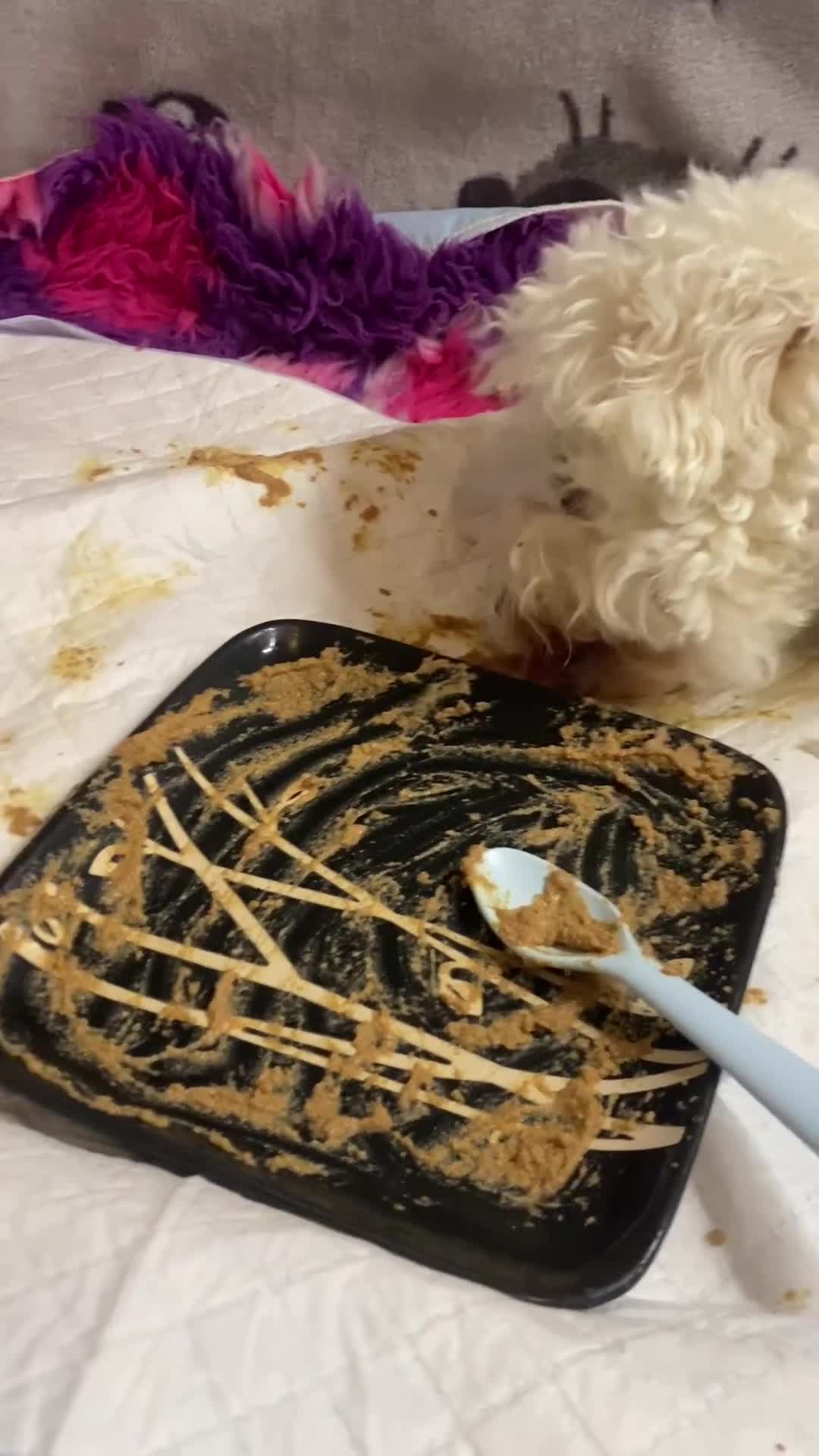 Cavapoo dogs for sale:  F1 poochons health tested parents 🐶 - Video 2