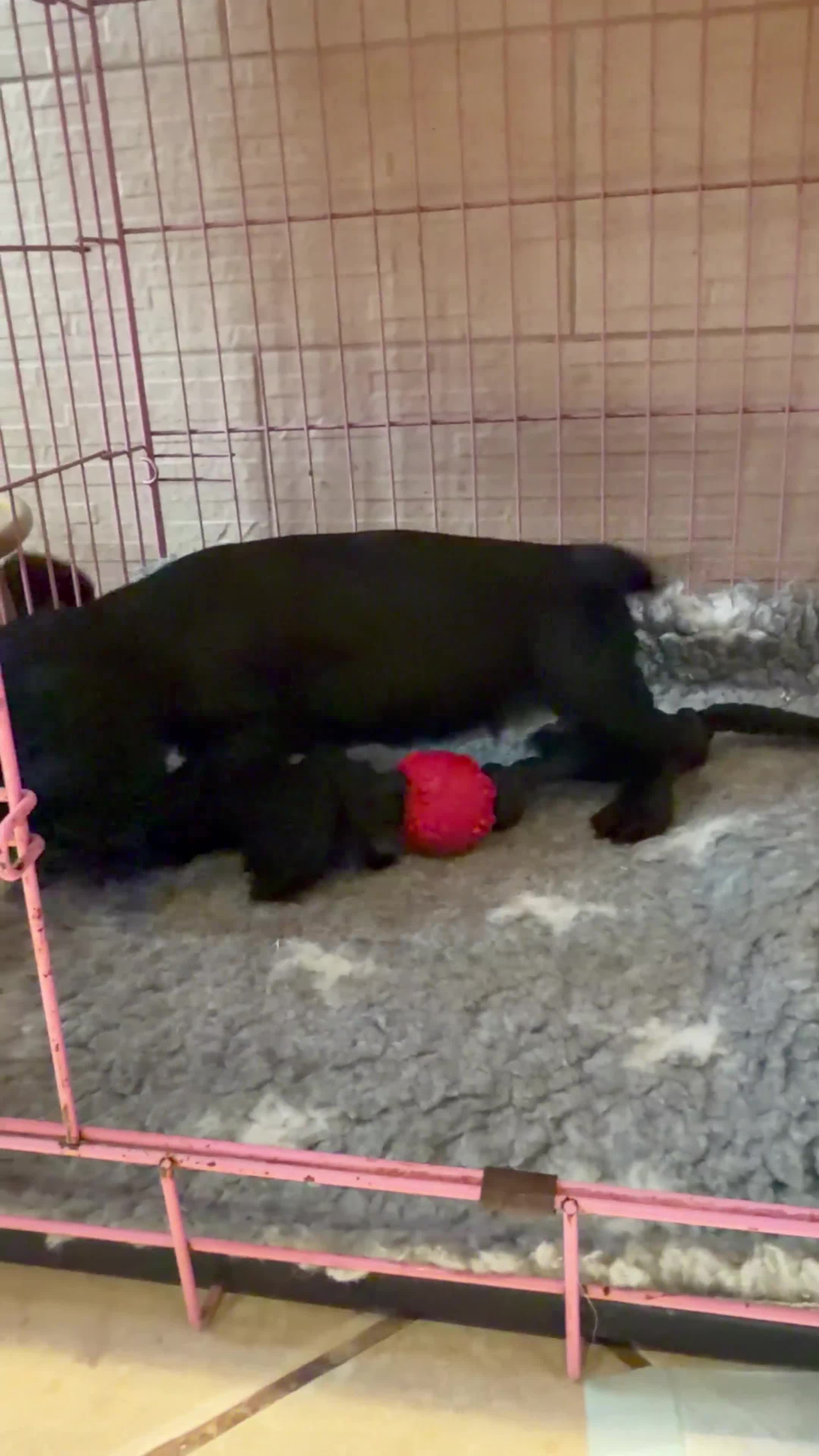 Cocker Spaniel dogs for sale: 2 left available Serbia import lines SHOW cockers  - Video 3