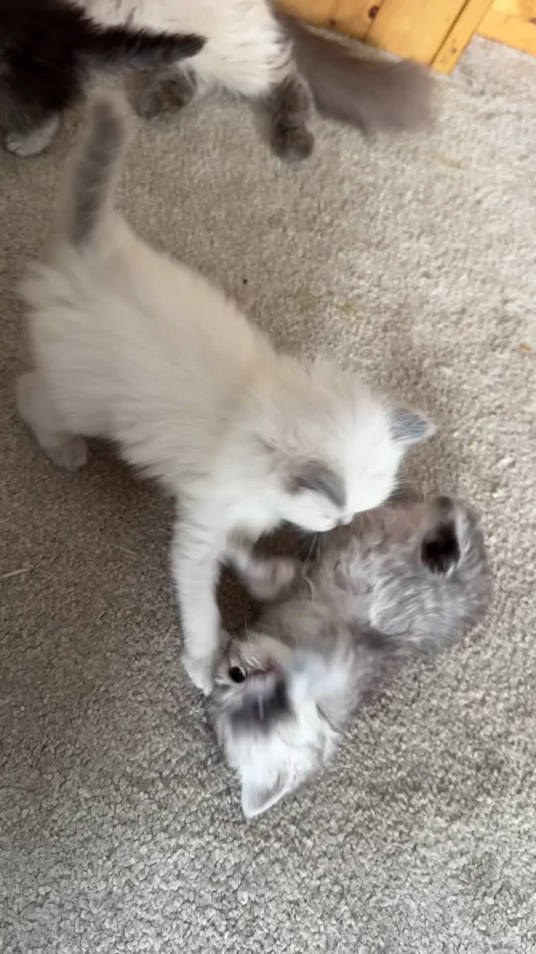 Ragdoll cats for sale: Gorgeous ragdoll babies  - Video 2