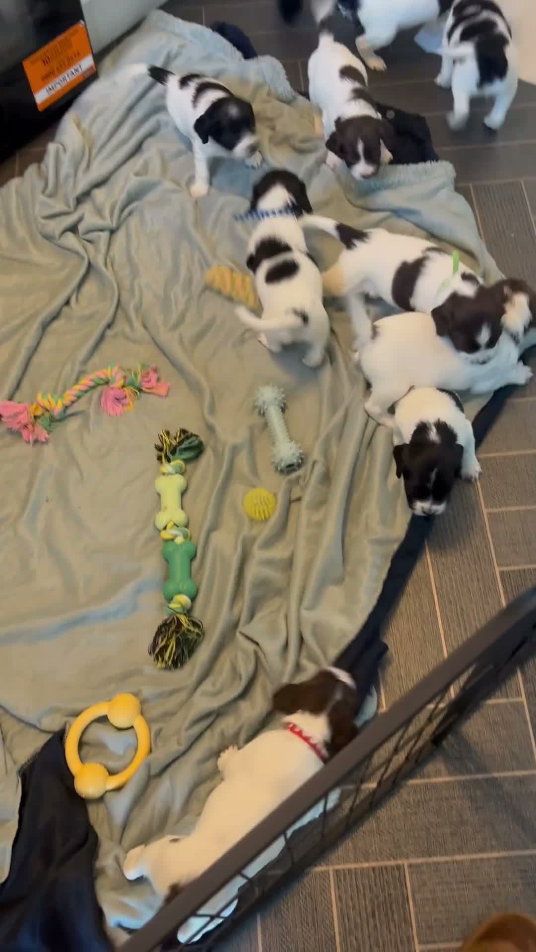 English Springer Spaniel dogs for sale: Beautiful litter 9 English Springer Spaniel pups - Video 1