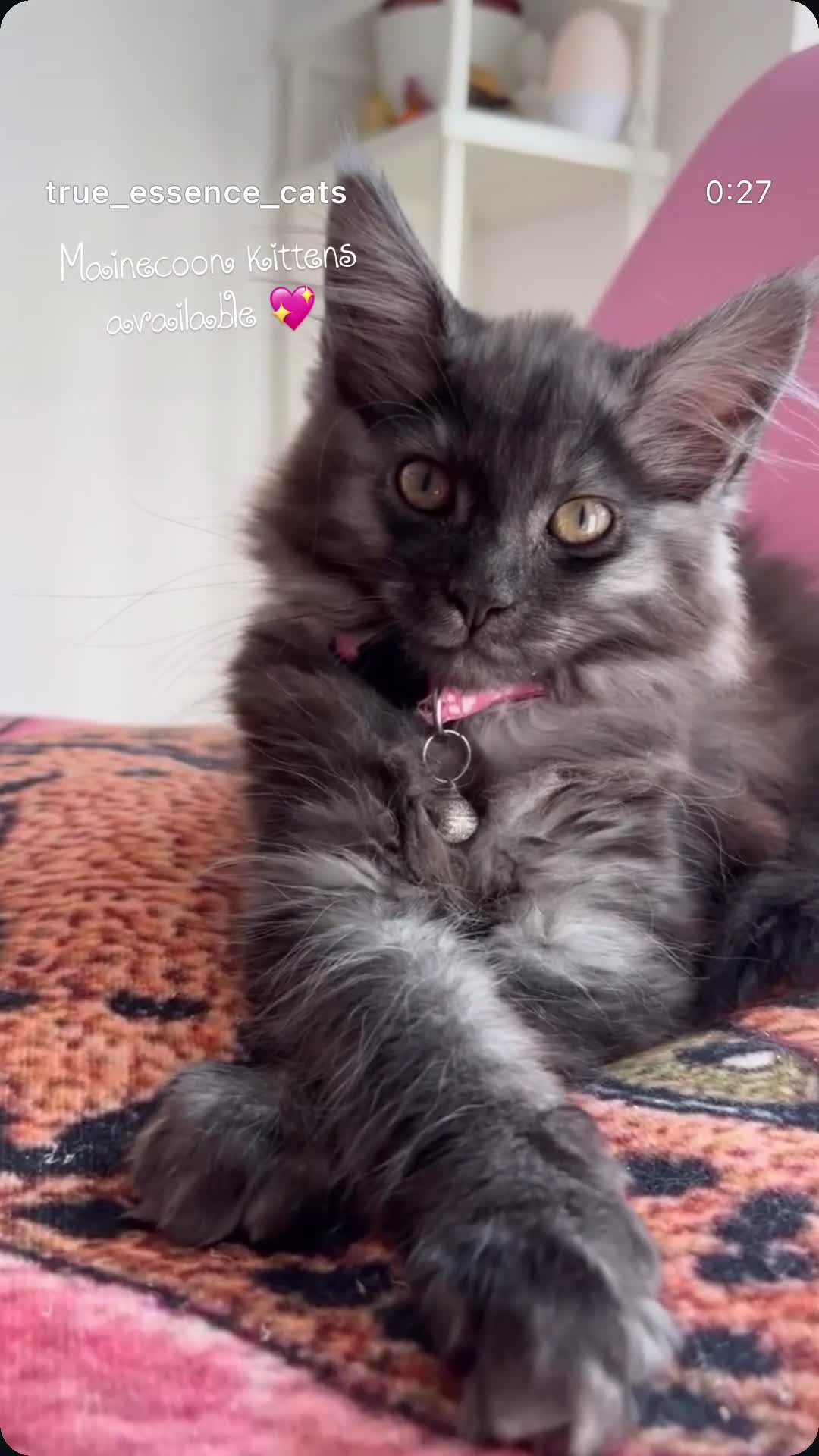 Maine Coon cats for sale: REDUCED TICA Black Smoke Maine Coon Girls - Video 1