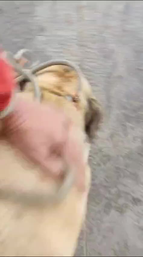 Mixed Breed dogs for adoption: 🚨 look into my eyes and see my pain 😭  in Hengoed - Video 3