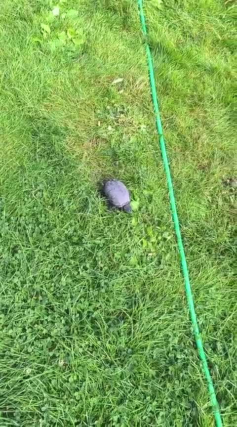 Turtle reptiles for sale: Male Mud turtle  - Video 1