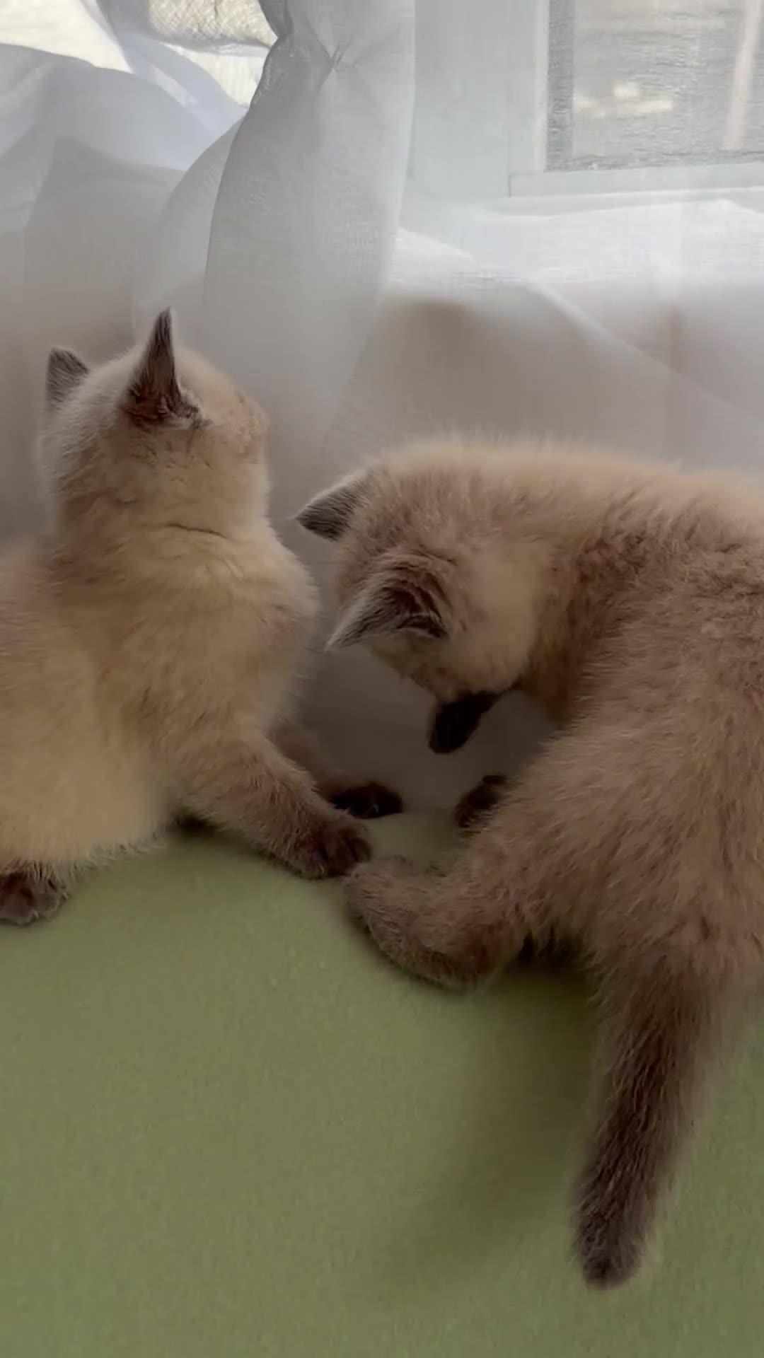 British Shorthair cats for sale: Beautiful British shorthair For Sale  - Video 1