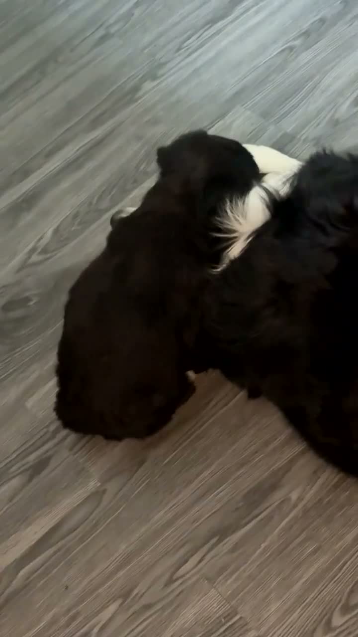 Mixed Breed dogs for sale: Collie mix  - Video 1