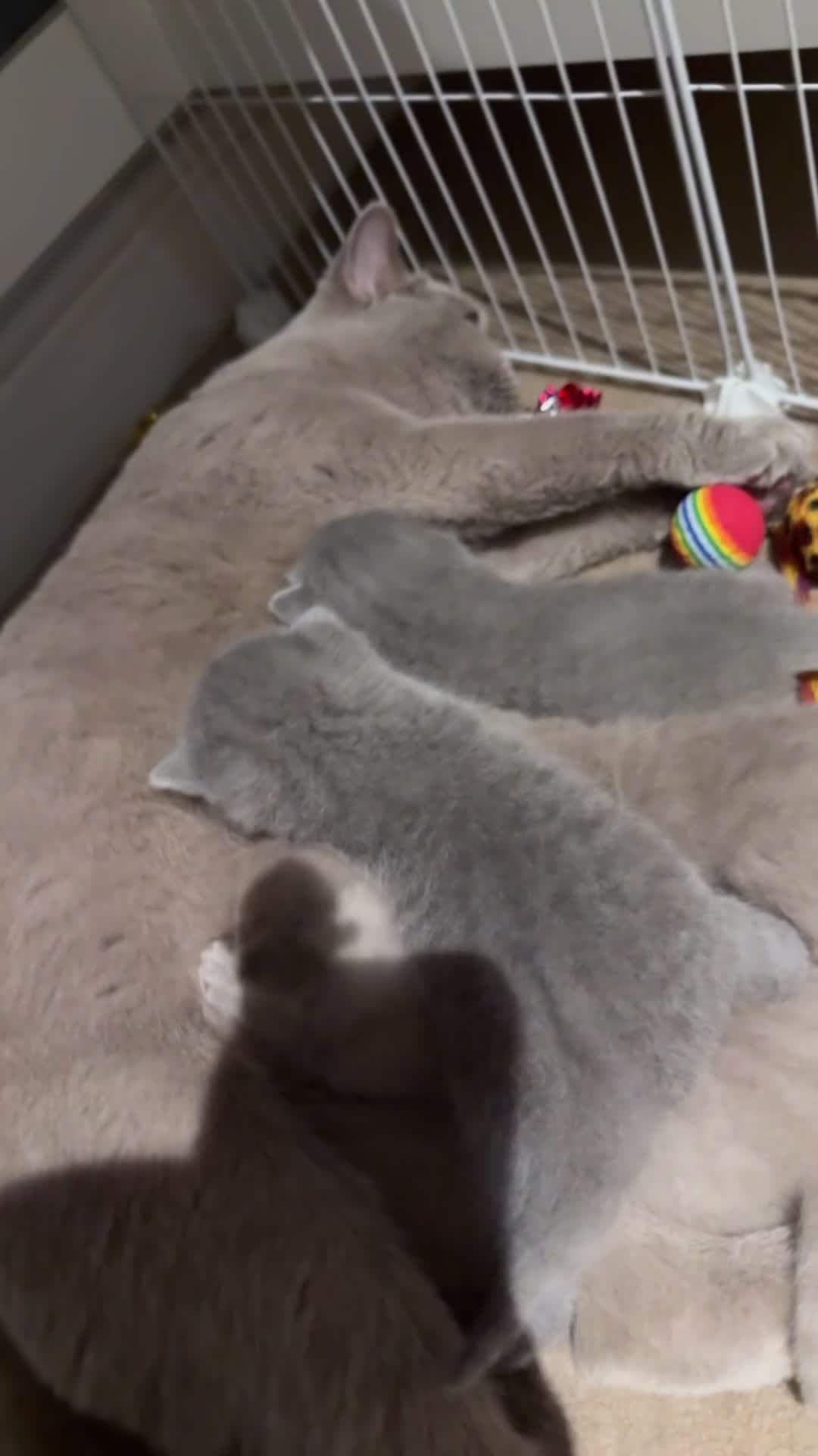 British Shorthair cats for sale: 8 BSH Kittens- 4 of them reserved - Video 2