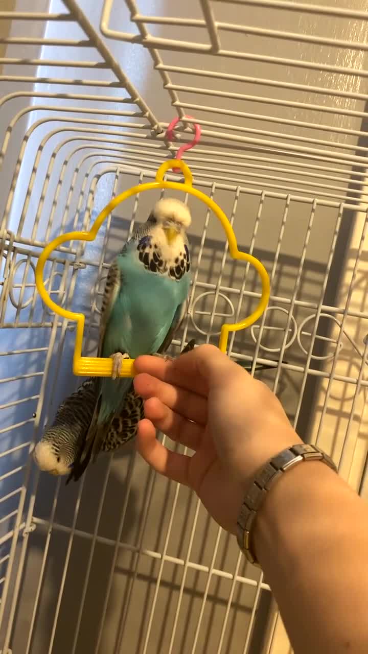 Budgerigars birds for sale: 2 male budgies  - Video 4