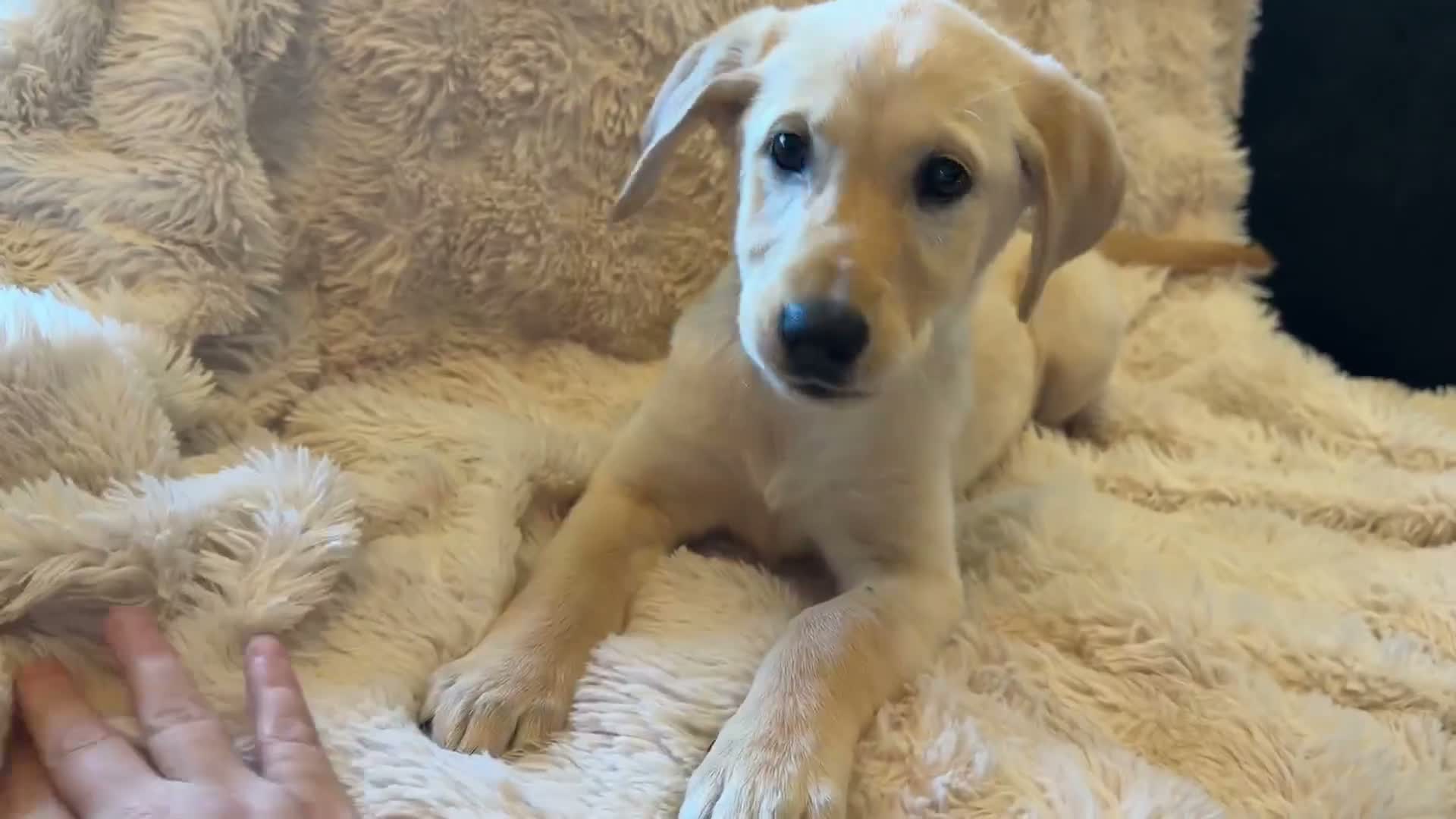 Goldador dogs for sale:  Gorgeous  Goldador Puppy Looking for Her new Home in Bolton - Video 1