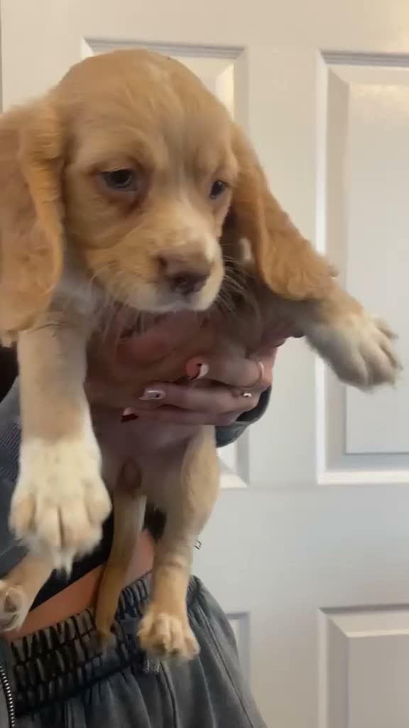 Cocker Spaniel dogs for sale: Cocker spaniel puppies  in York - Video 1
