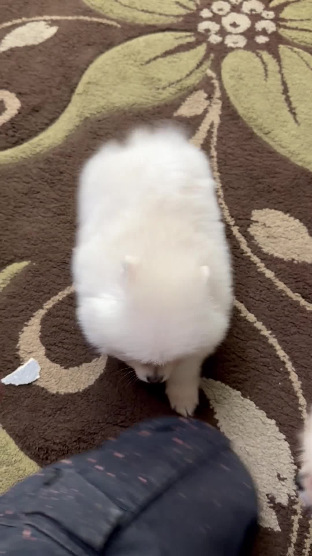 Pomeranian dogs for sale: Super litter of 4 Beautiful Pomeranian Girls  in Ammanford - Video 1
