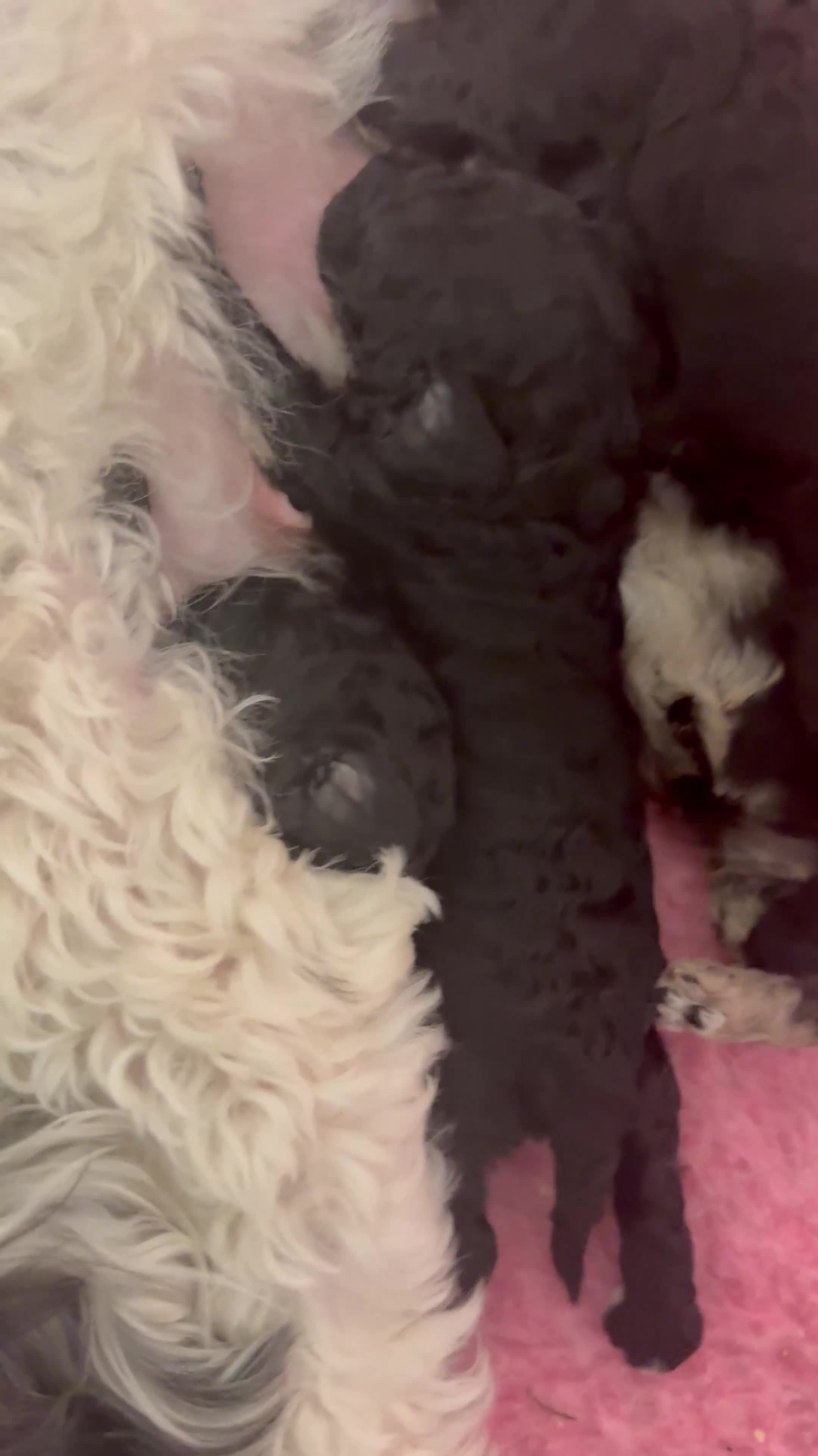 Sproodle dogs for sale: F2b Sproodle Puppies 2 boys and 1 girl remaining - Video 1