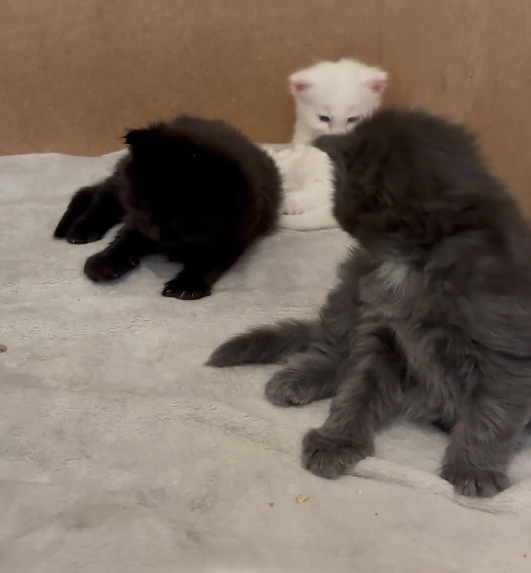 Maine Coon cats for sale: Stunning Main coon Kittens  in Sunderland - Video 4
