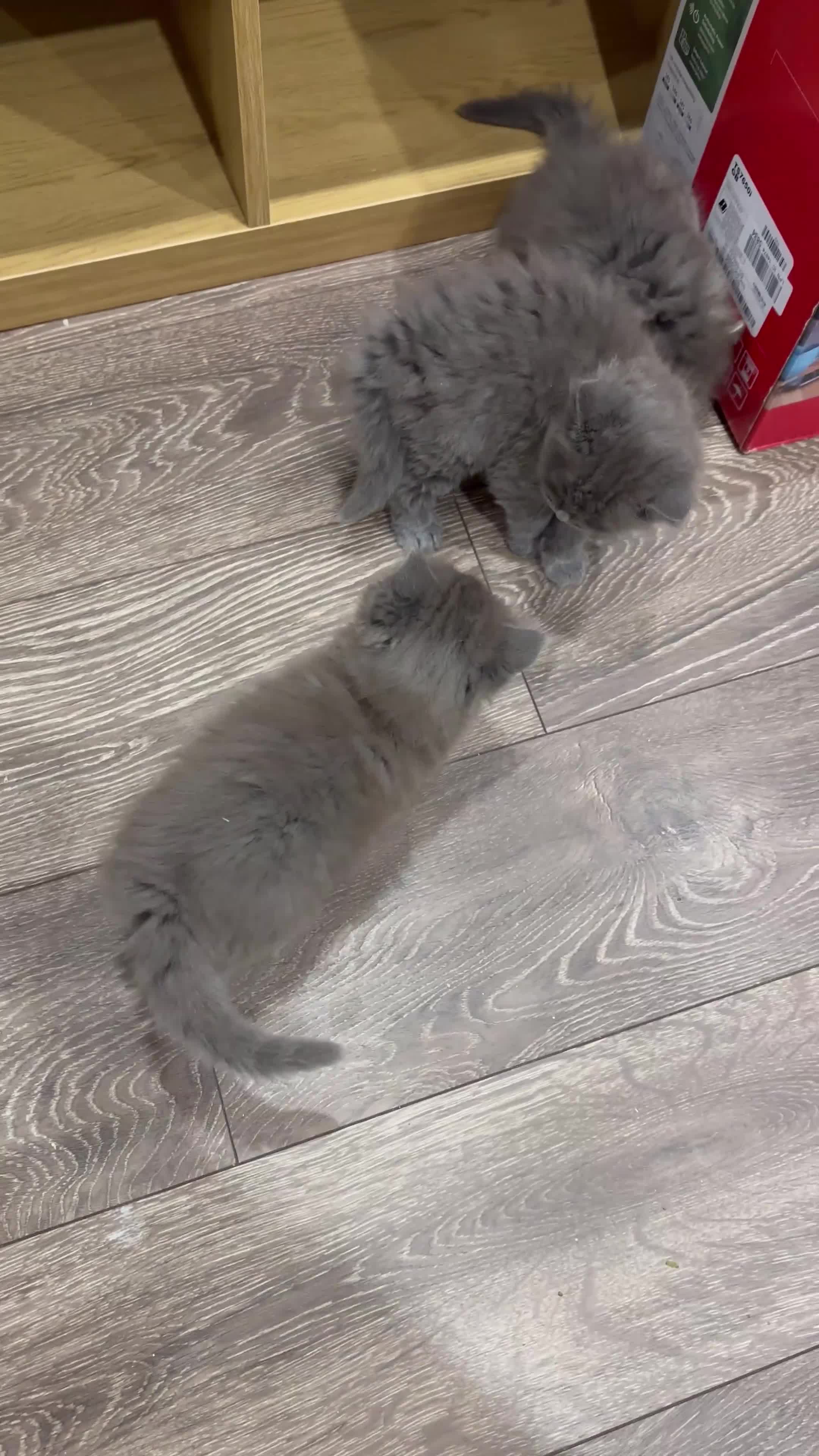 Norwegian Forest Cat cats for sale: 7 Exceptionally beautiful Norwegian Forest kittens - Video 1