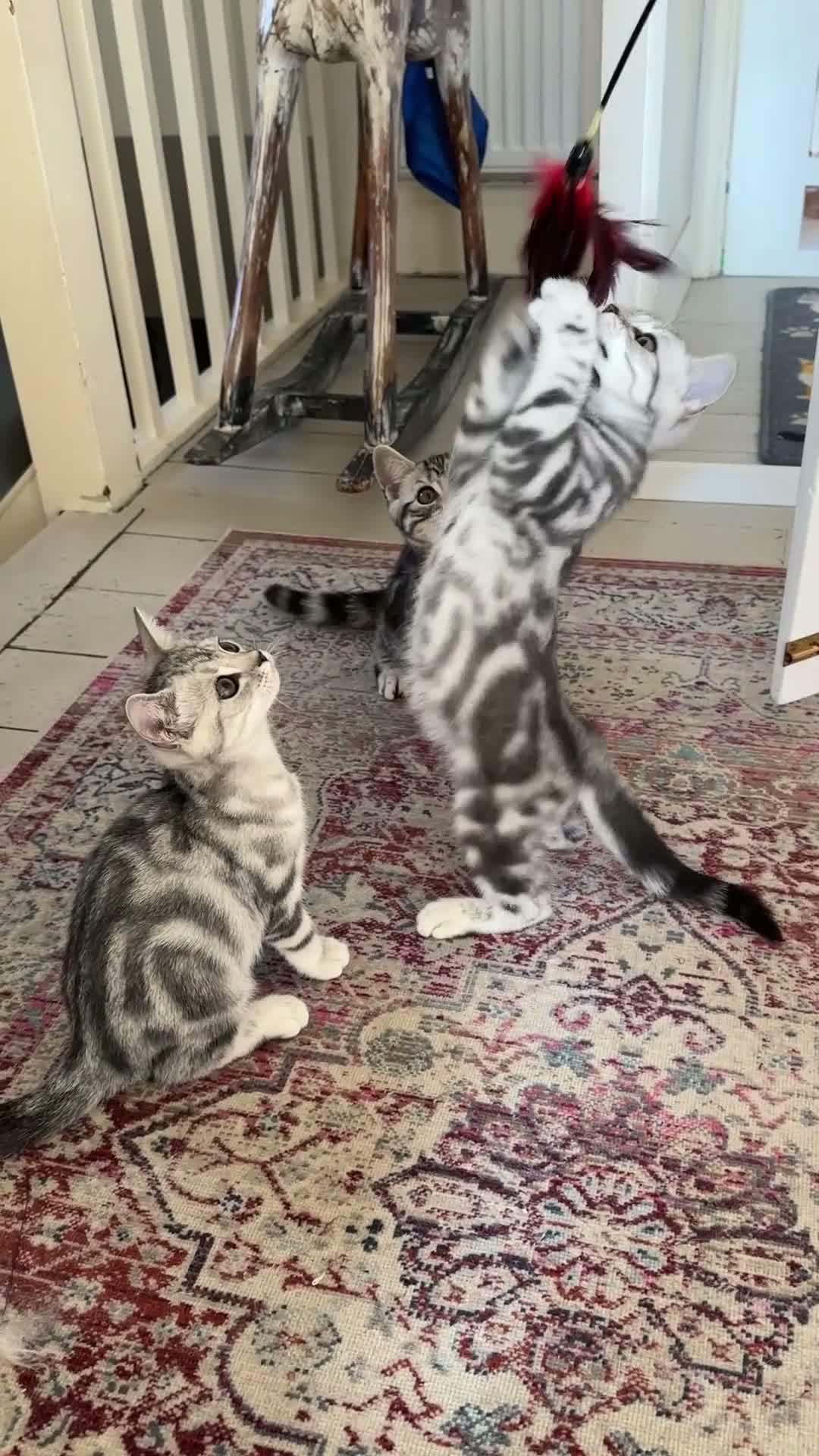 British Shorthair cats for sale: Silver tabby British shorthair Kittens  - Video 2