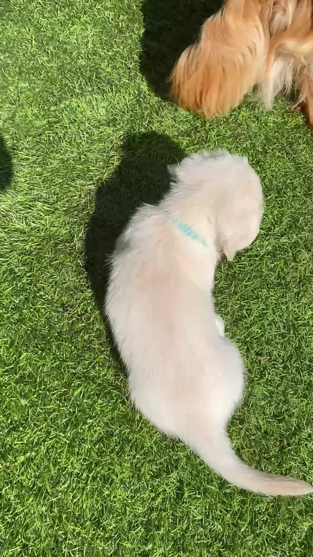 Miniature Dachshund dogs for sale: 🤍Clear Creams kc reg 🤍last boy - Video 3