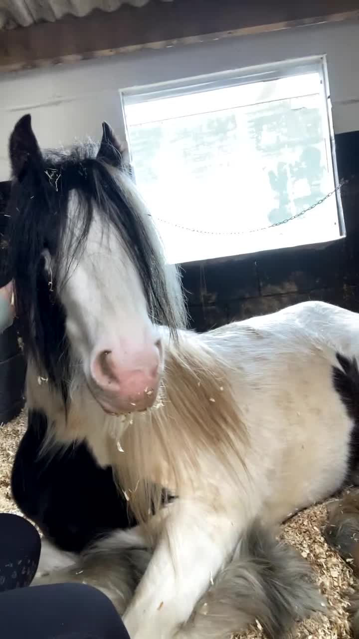 Tinker horses for sale: Family pony for sale  - Video 1