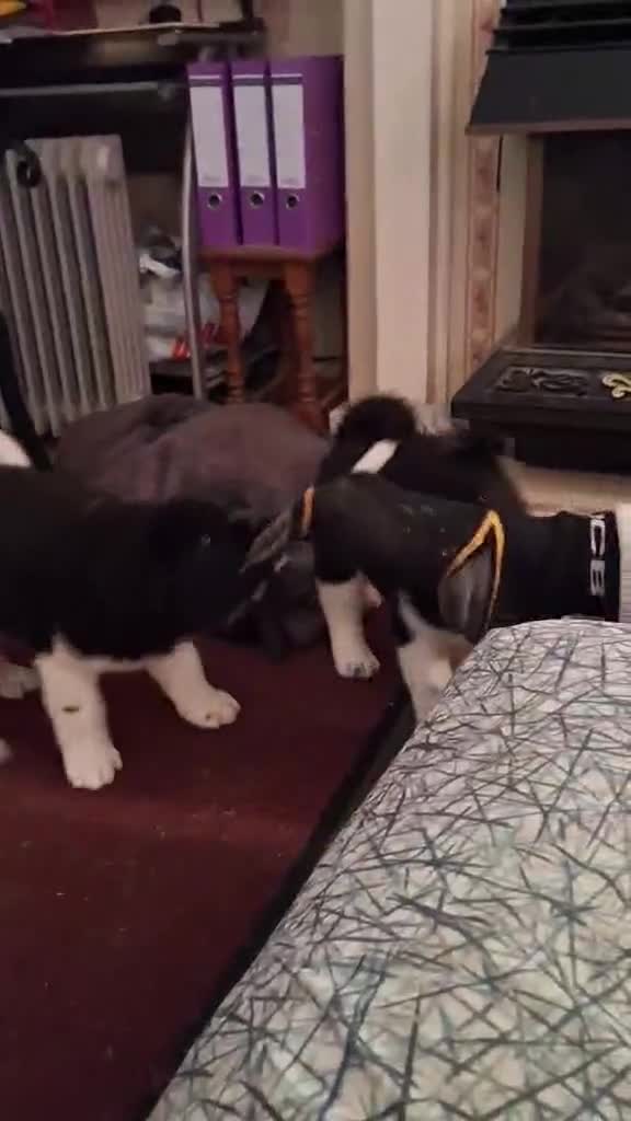 Akita dogs for sale: Quality Akita Baby Girl (KC Registered) - Video 1