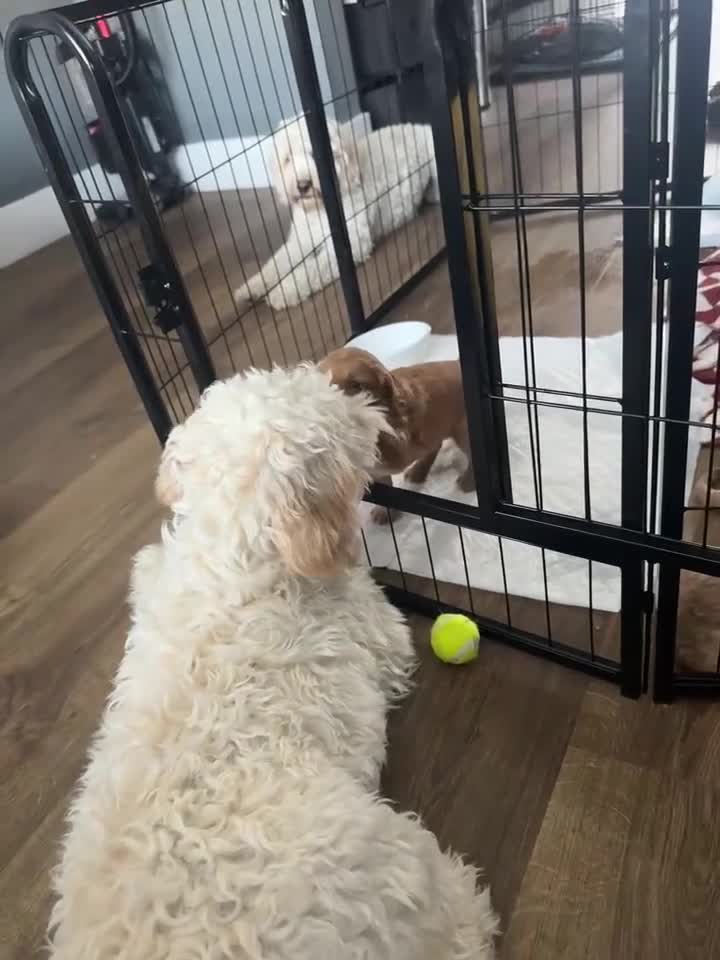 Cockapoo dogs for sale: Beautiful F2 Cockpoo in Sunderland - Video 2