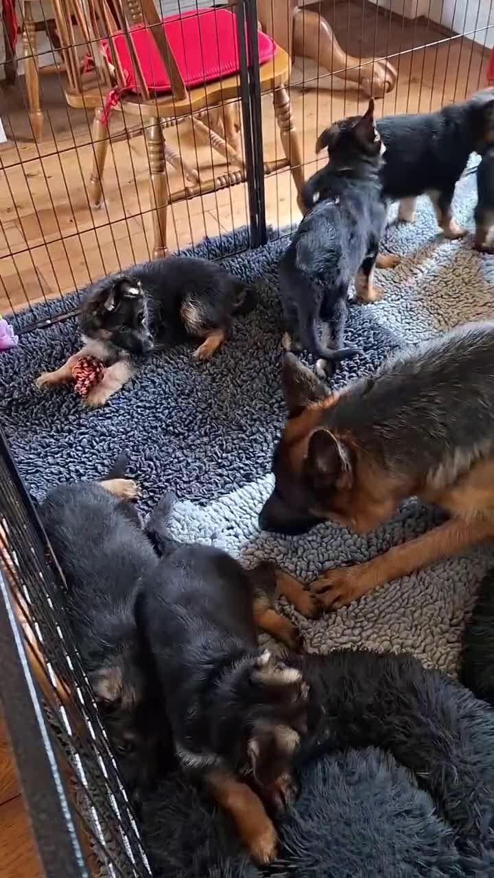 German Shepherd dogs for sale: 1 Gorgeous Male German Shepherd puppy - Video 1