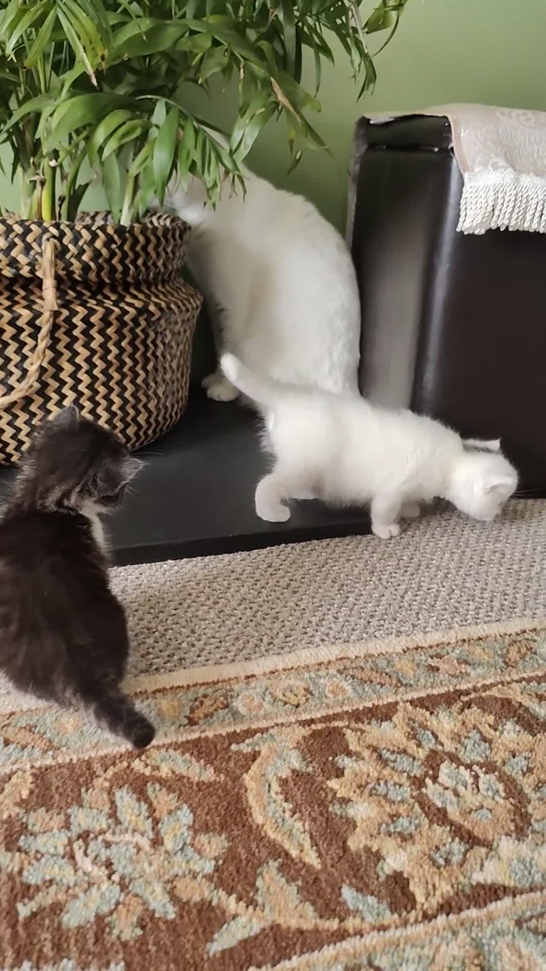 Turkish Angora cats for sale: Turkish Angora kittens for sale - Video 2
