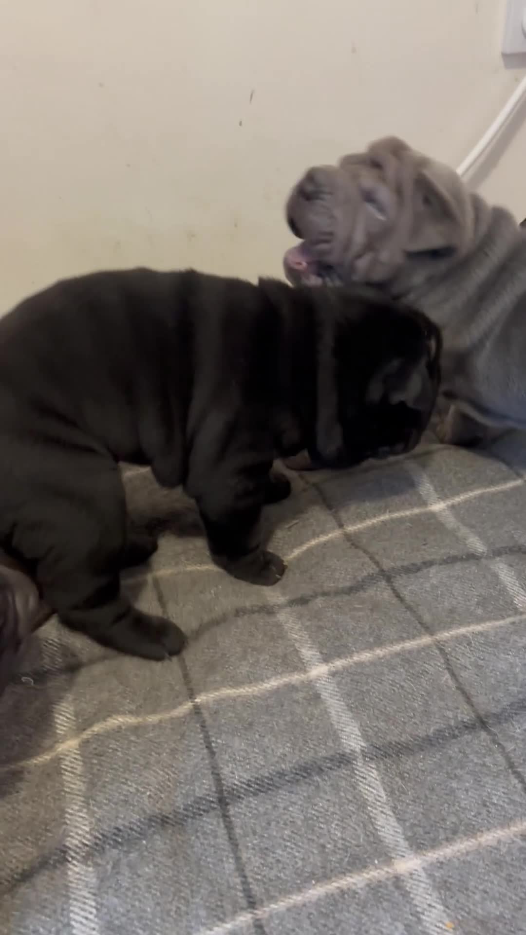 Shar Pei dogs for sale: Healthy Shar Pei puppies - Video 1