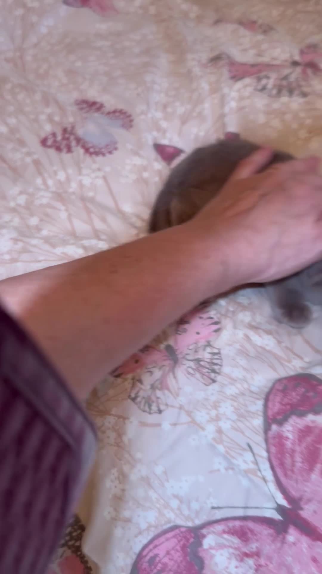 Burmese cats for sale: Burmese Kittens For Sale - Video 2