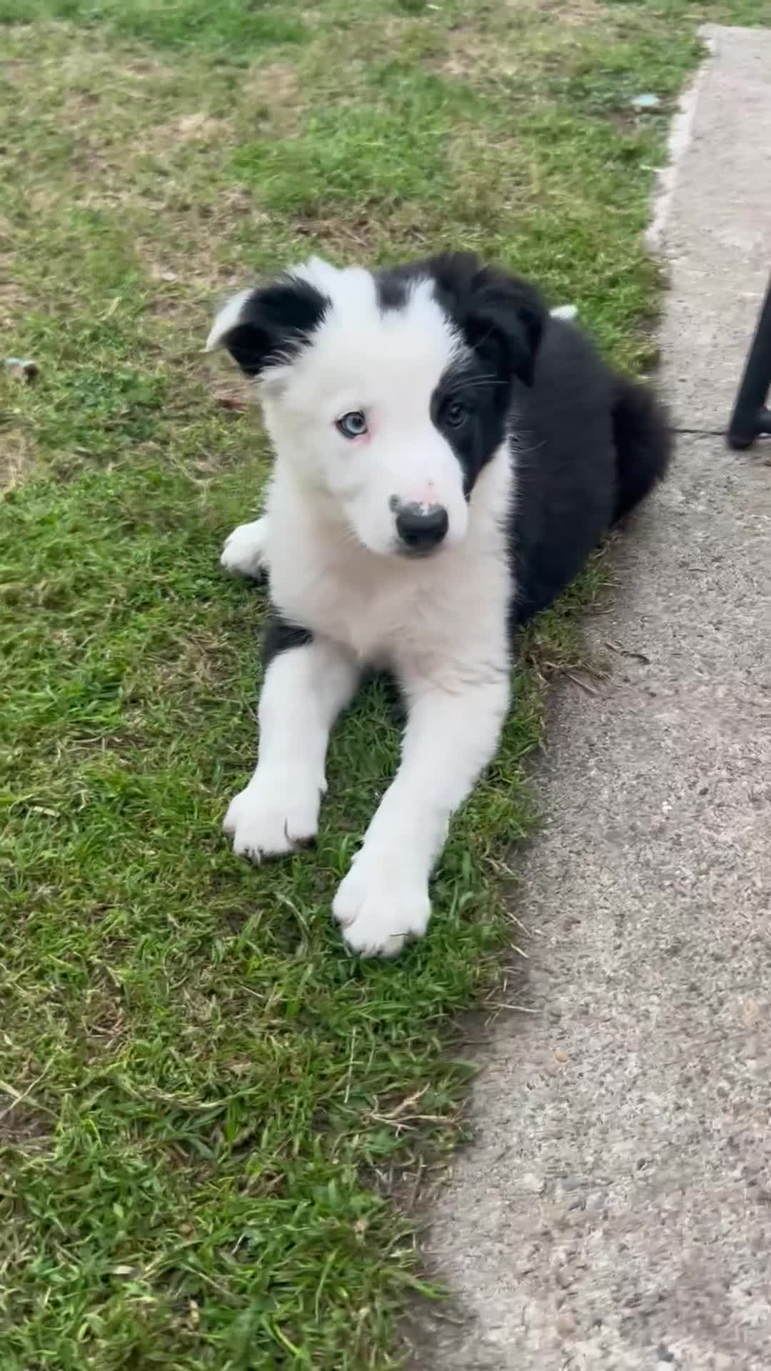 Border Collie dogs for sale: 2 working collie pups left both girls  - Video 1