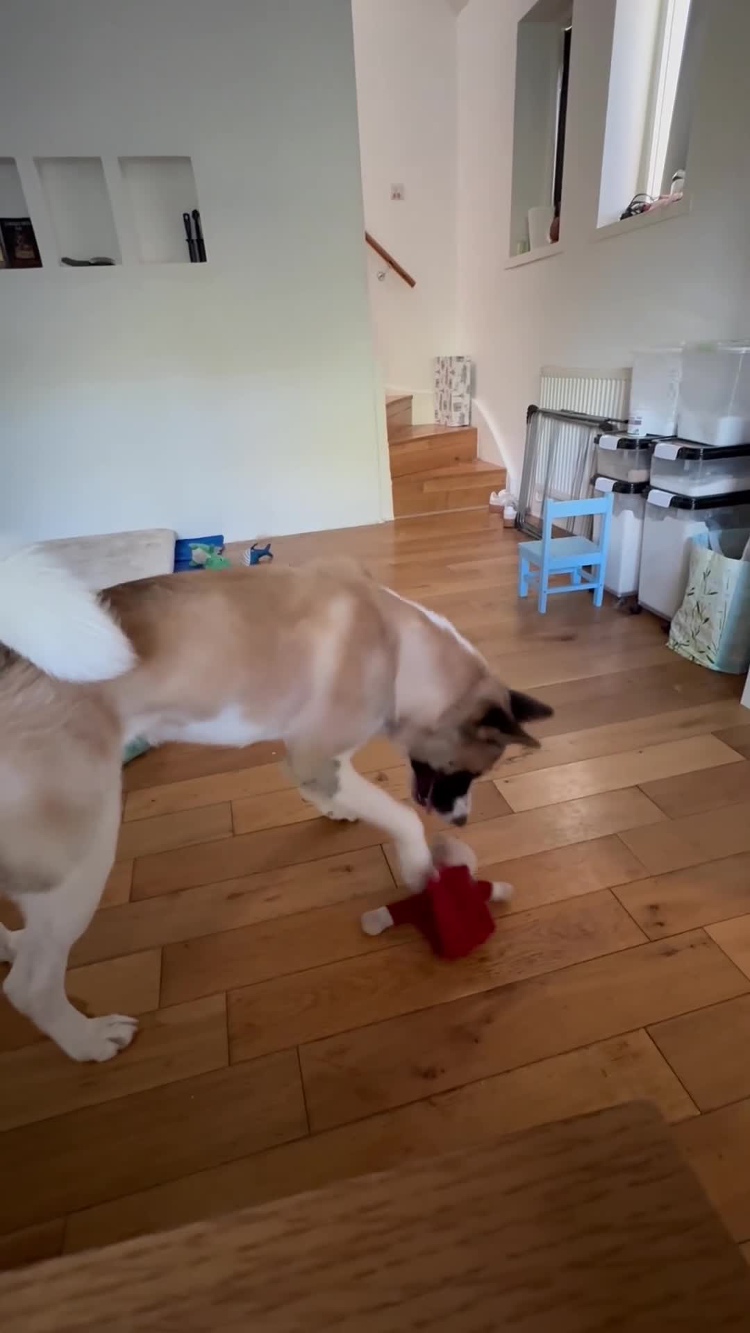 Akita dogs for sale: Meet Bailey  in Bournemouth - Video 1