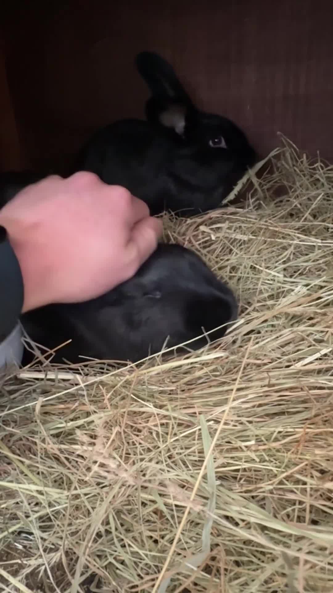 Mixed Breed rabbits for sale: Baby rabbits  - Video 2