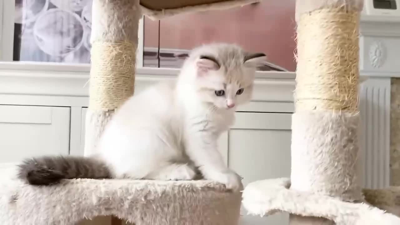 Ragdoll cats for sale: INDOOR TWO MALE GCCF REGISTERED RAGDOLL KITTENS - Video 3
